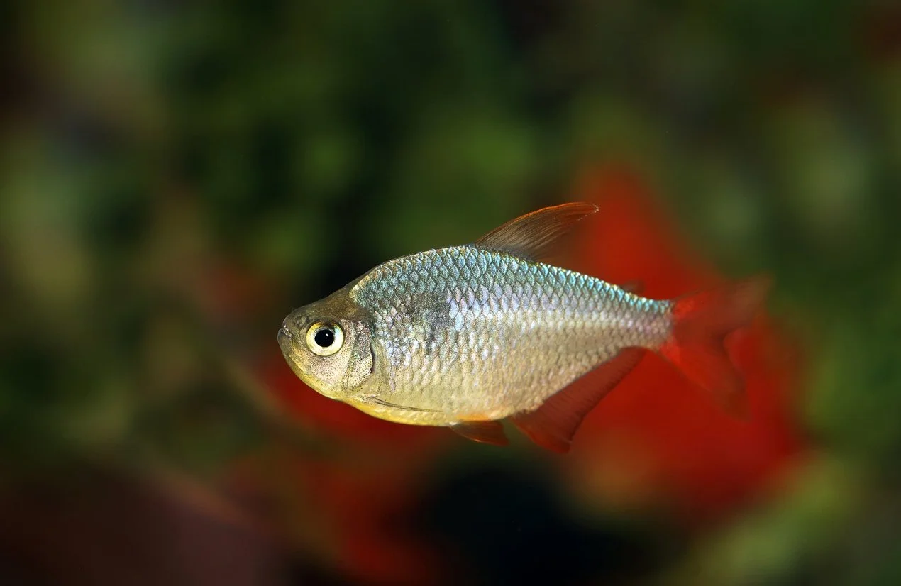 Tetra colombiano (Hyphessobrycon columbianus)