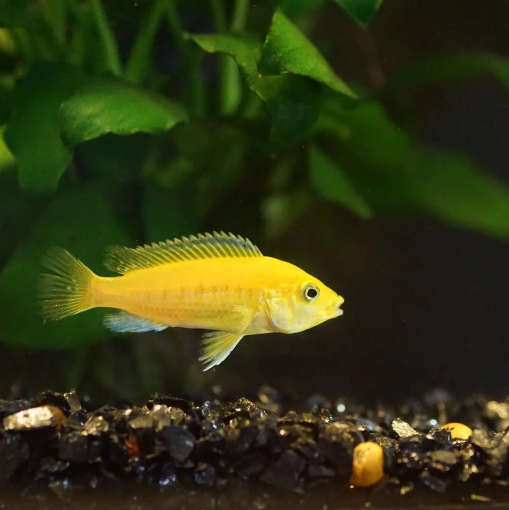 Cíclido amarillo eléctrico   (Labidochromis caeruleus)