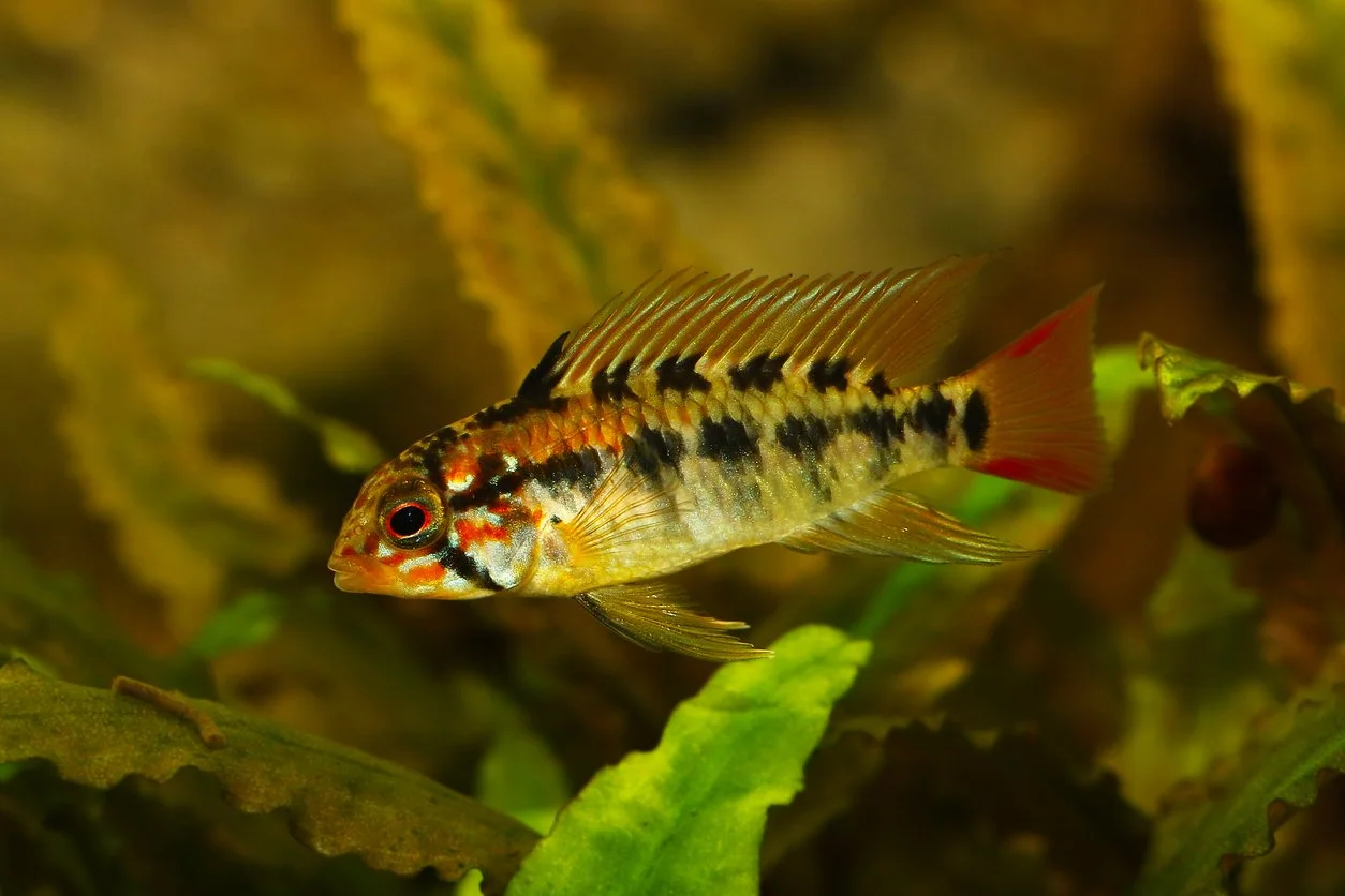 Apistogramma macmasteri