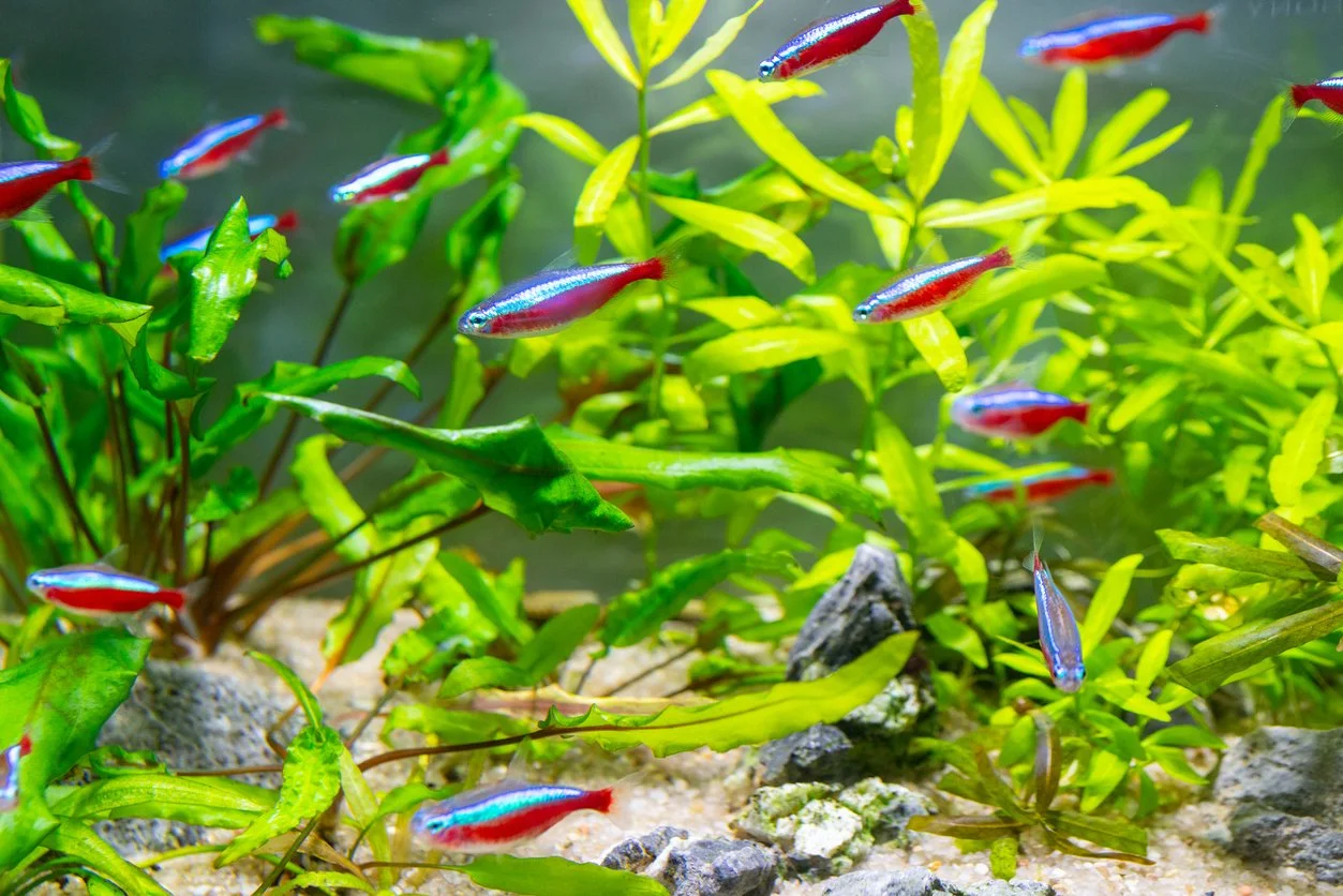 Peces cardinales compañeros de peces ángel