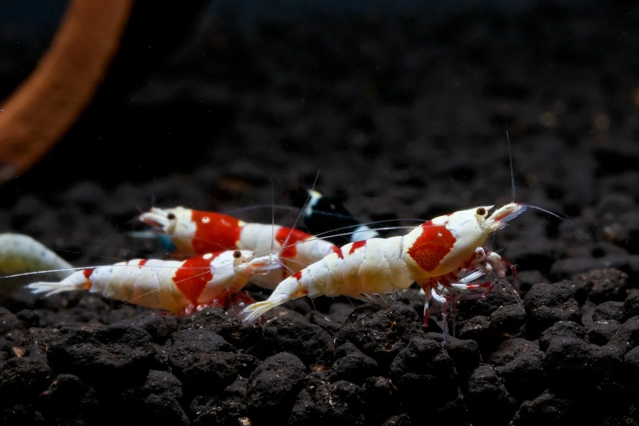 gambas caridina