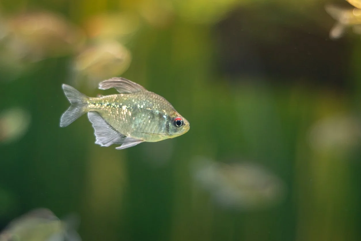 Moenkhausia pittieri  Tetra diamante