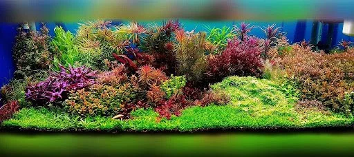 Acuario estilo holandés