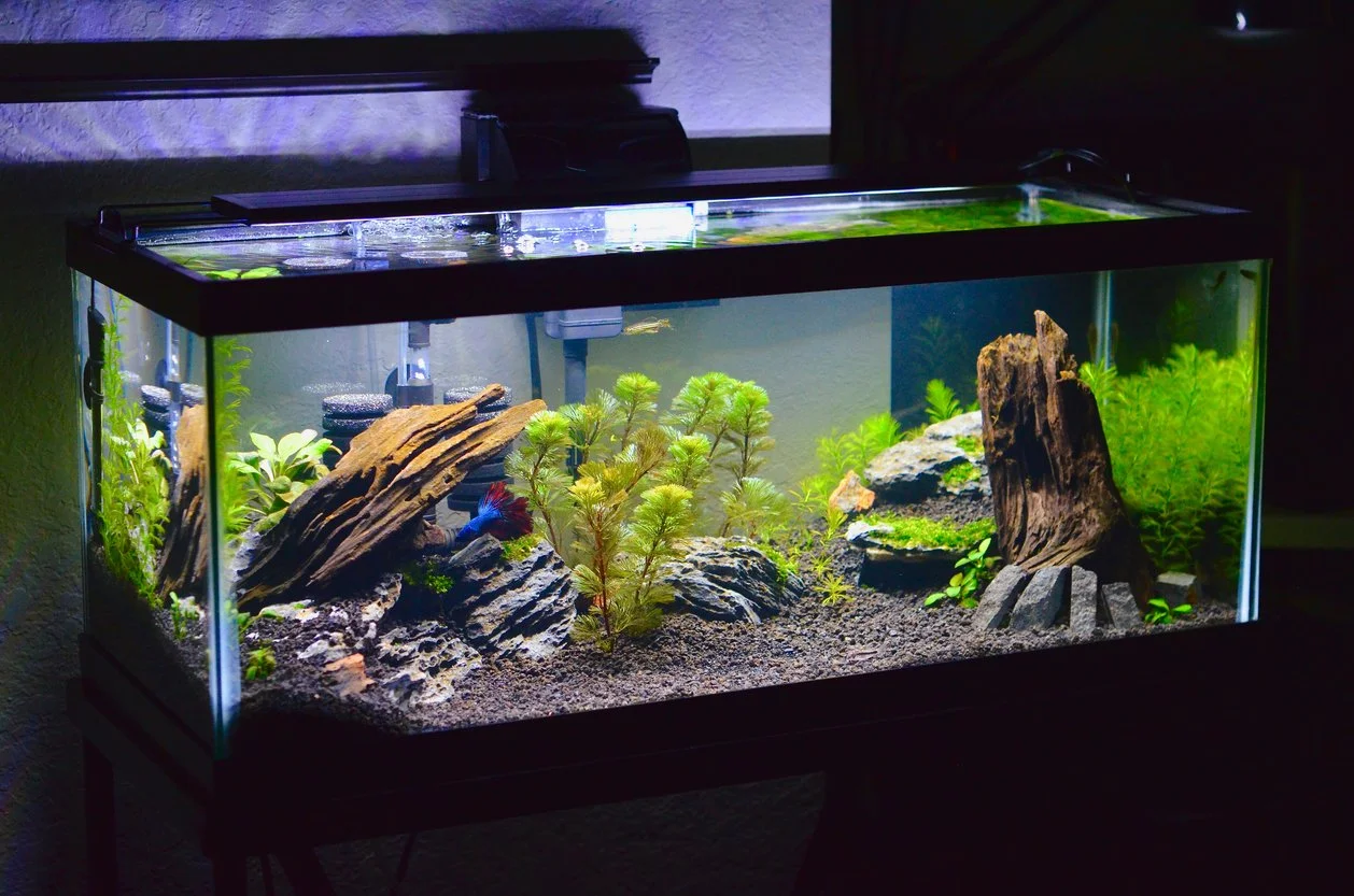 pecera con betta y comunitario