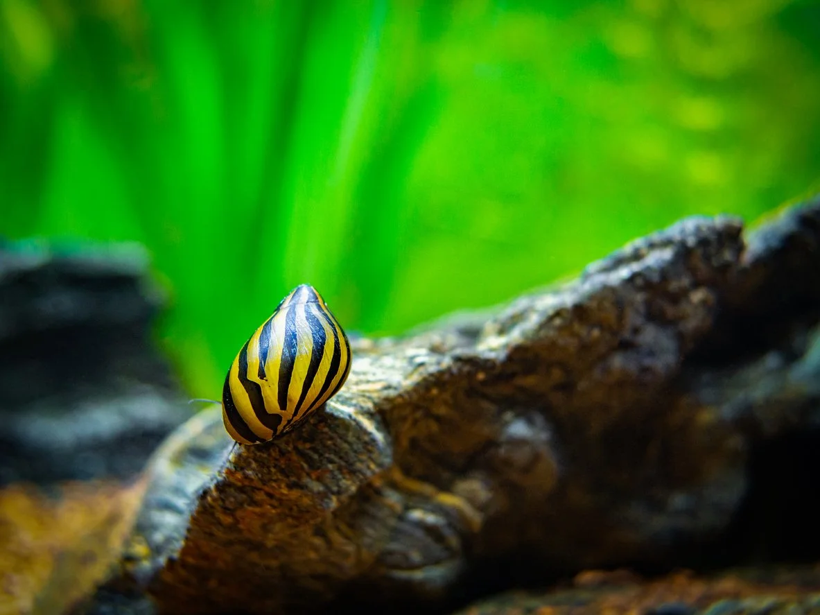 Neritina sp.caracol neritina