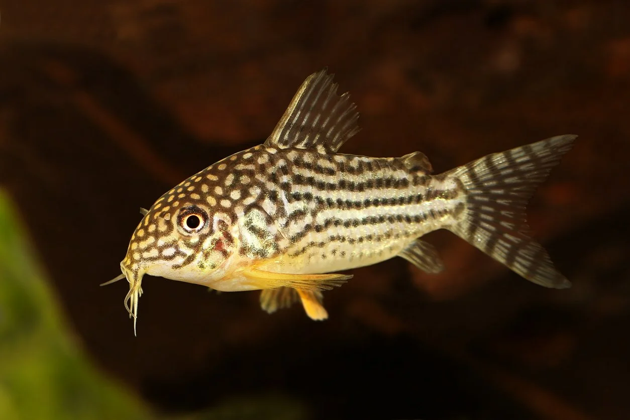 Corydora sterbai