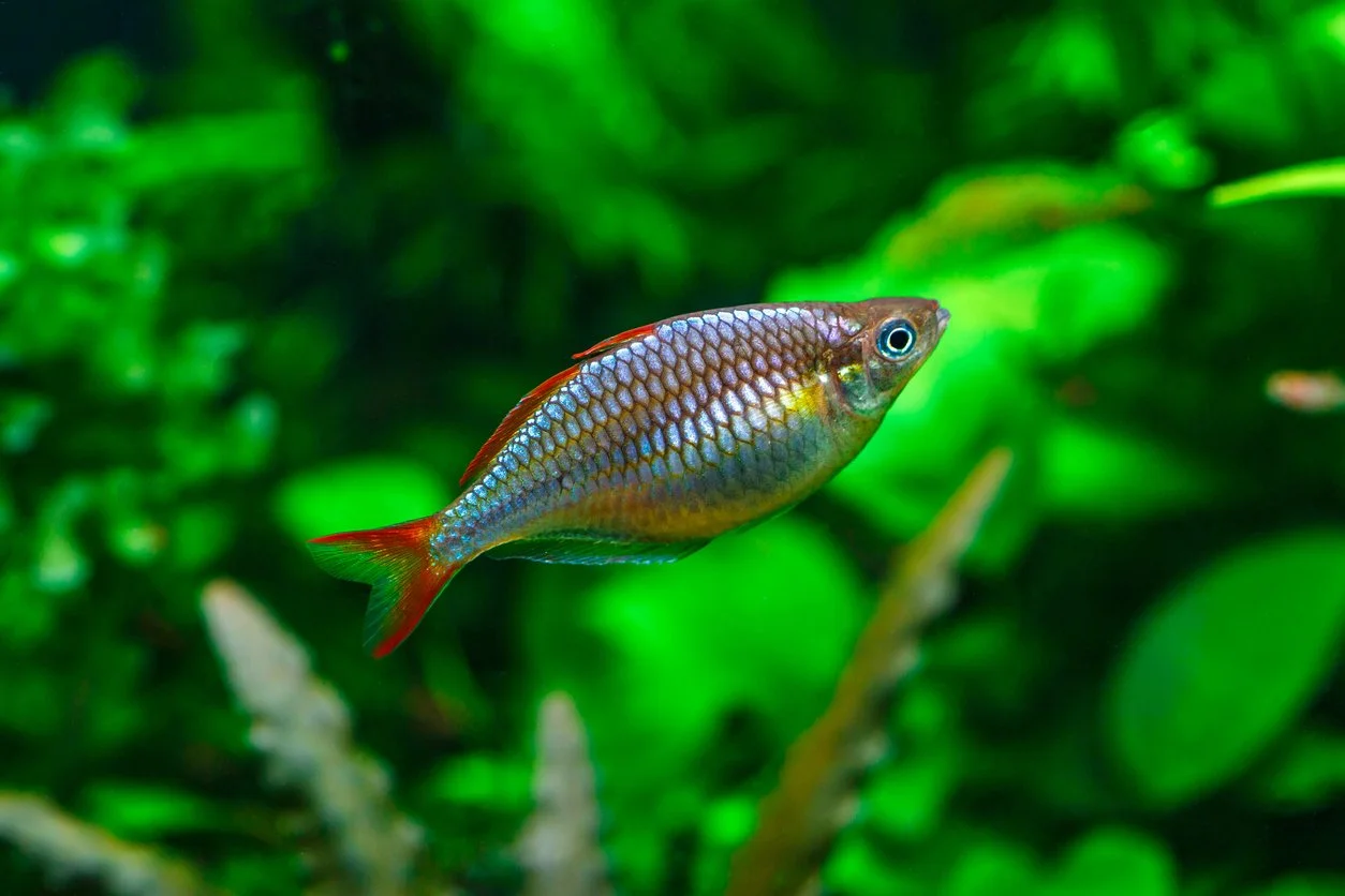 Pez arcoíris neón enano (Melanotaenia praecox)