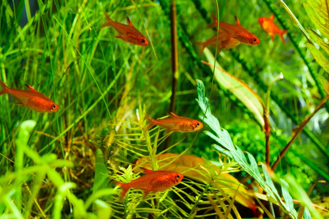 Tetras ember