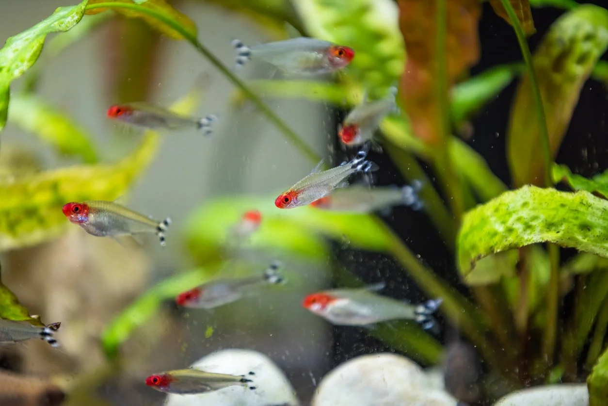 Rummy nose tetras