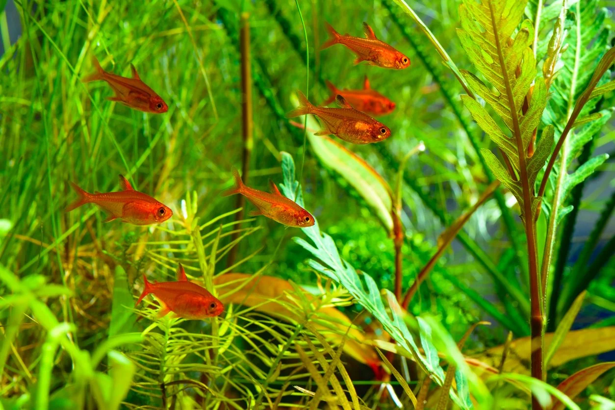 Tetras ember