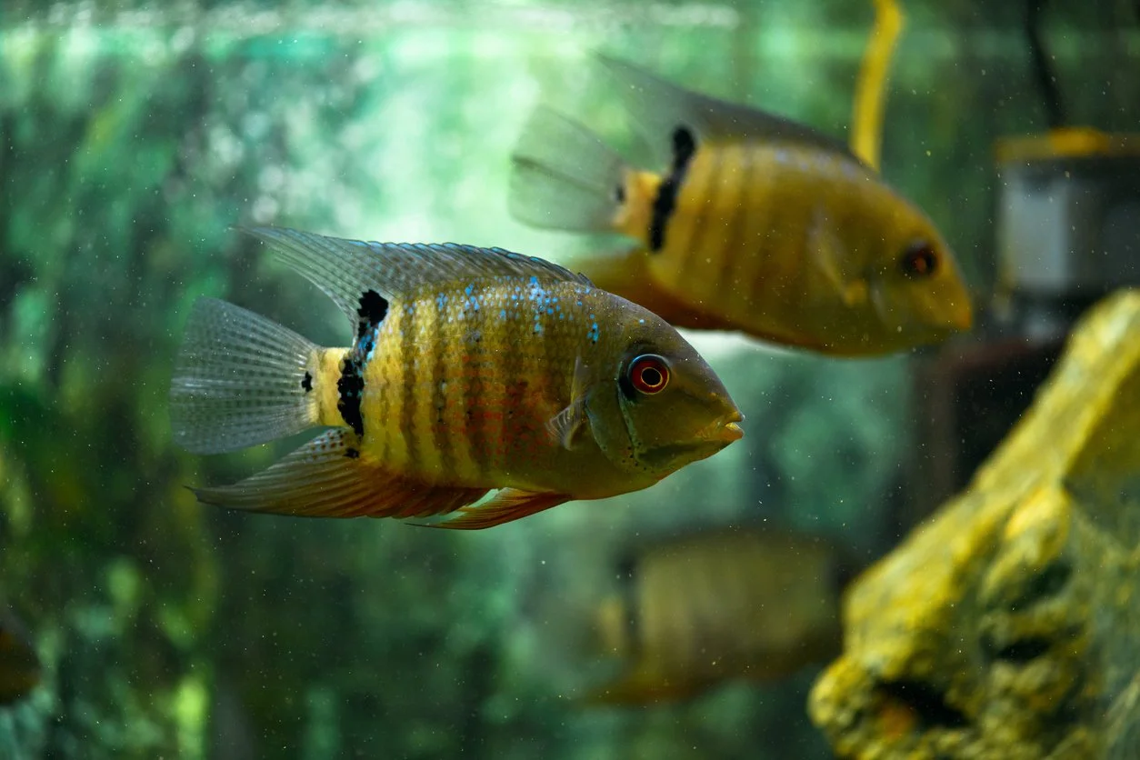 Severum verde