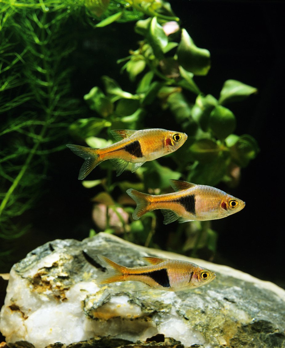 rasbora arlequín - Trigonostigma heteromorpha