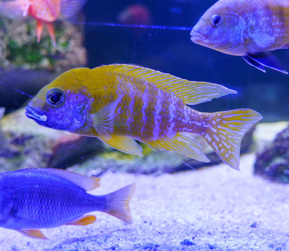 Aulonocara sp.