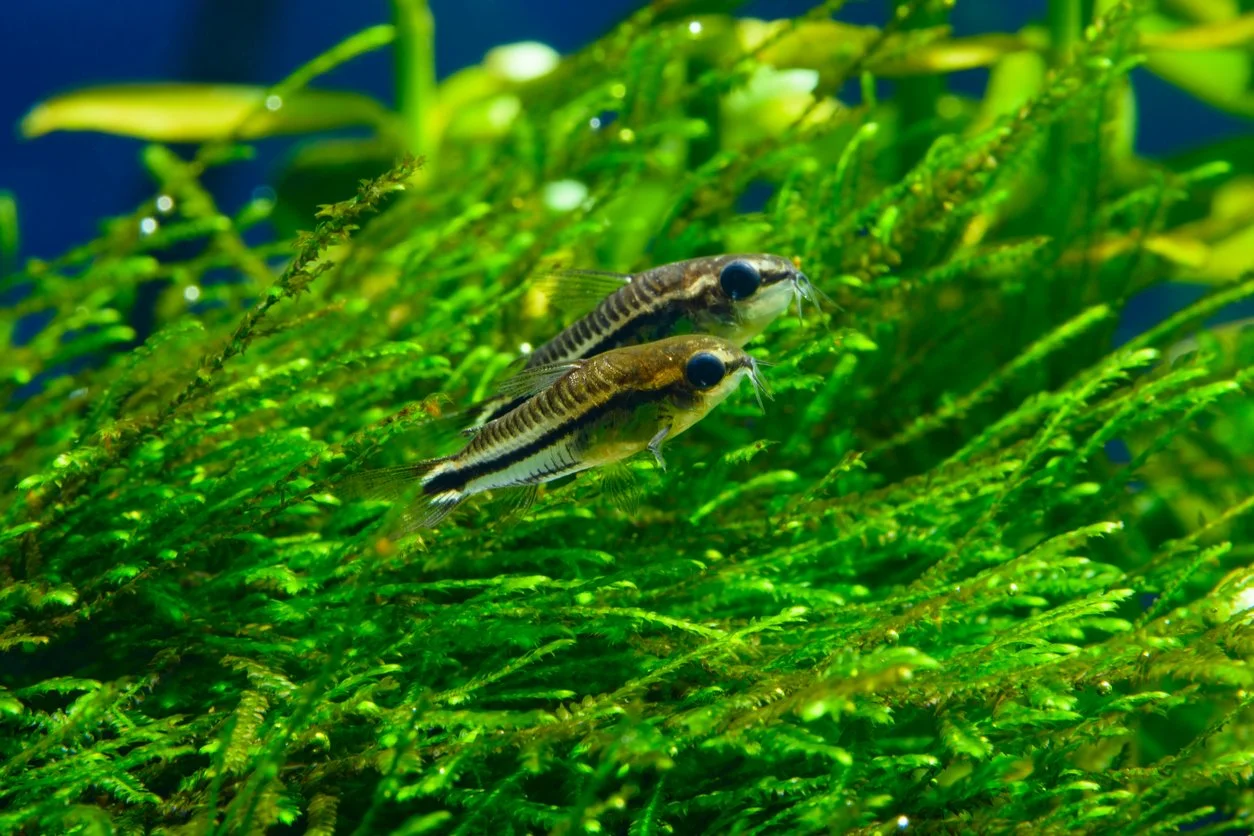 Corydora enana