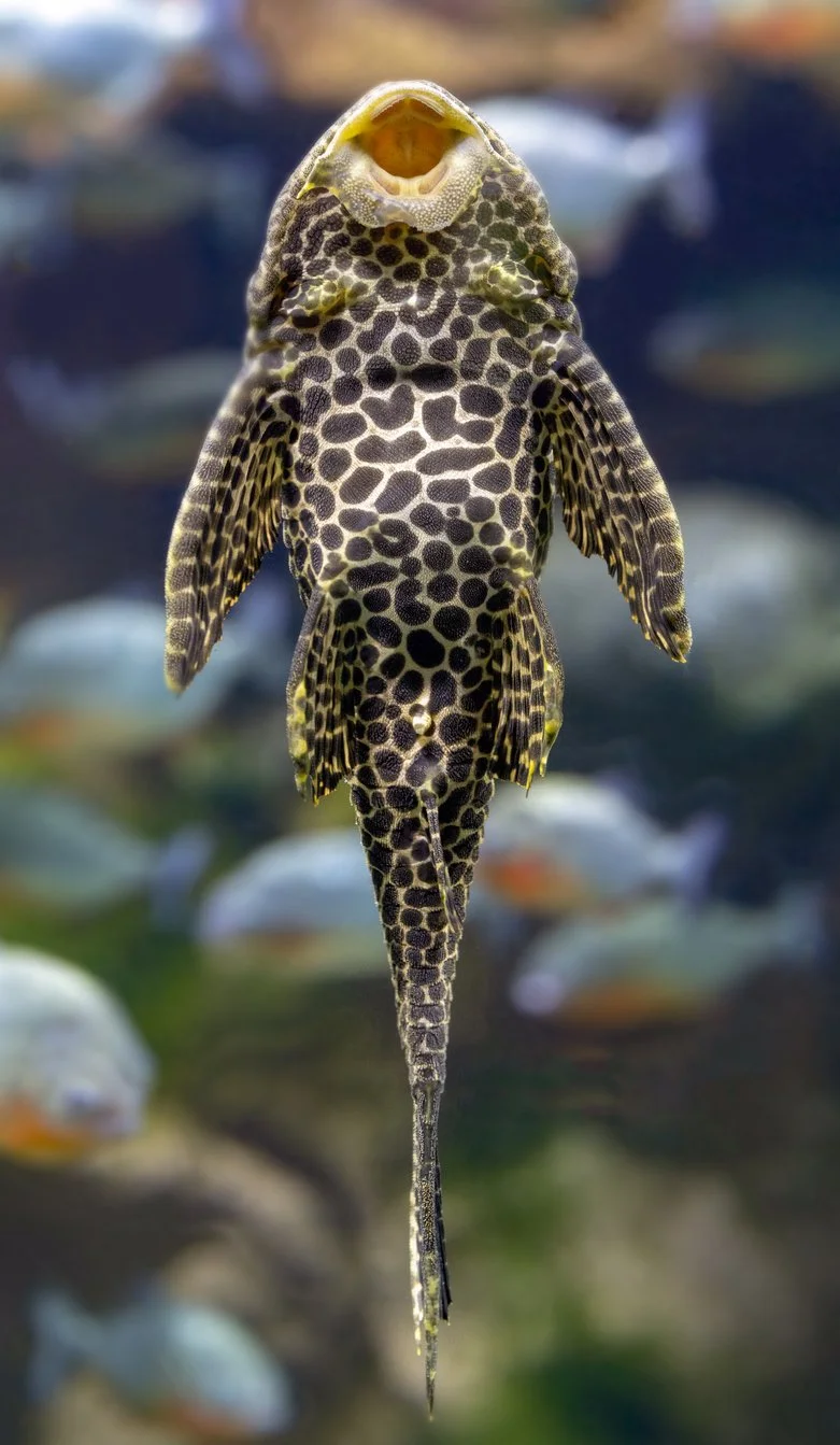 Ancistrus dolichopterus