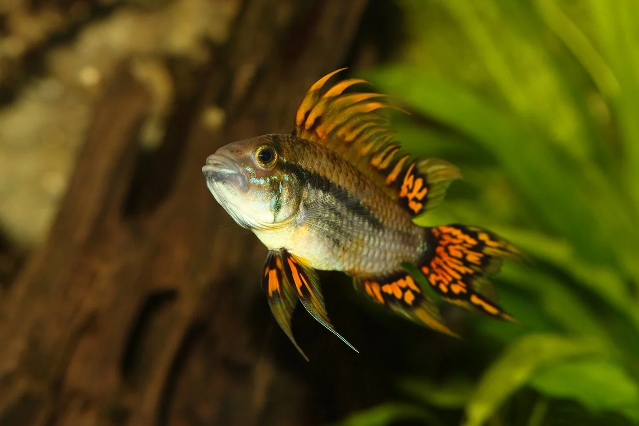 Apistogramma Cacatuoides Super Red