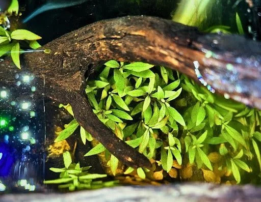 plantas acuaticas crecidas sin co2