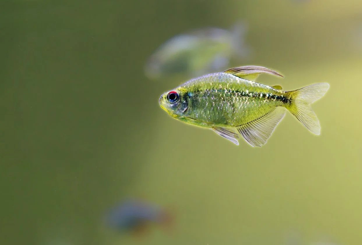 Moenkhausia pittieri  Tetra diamante