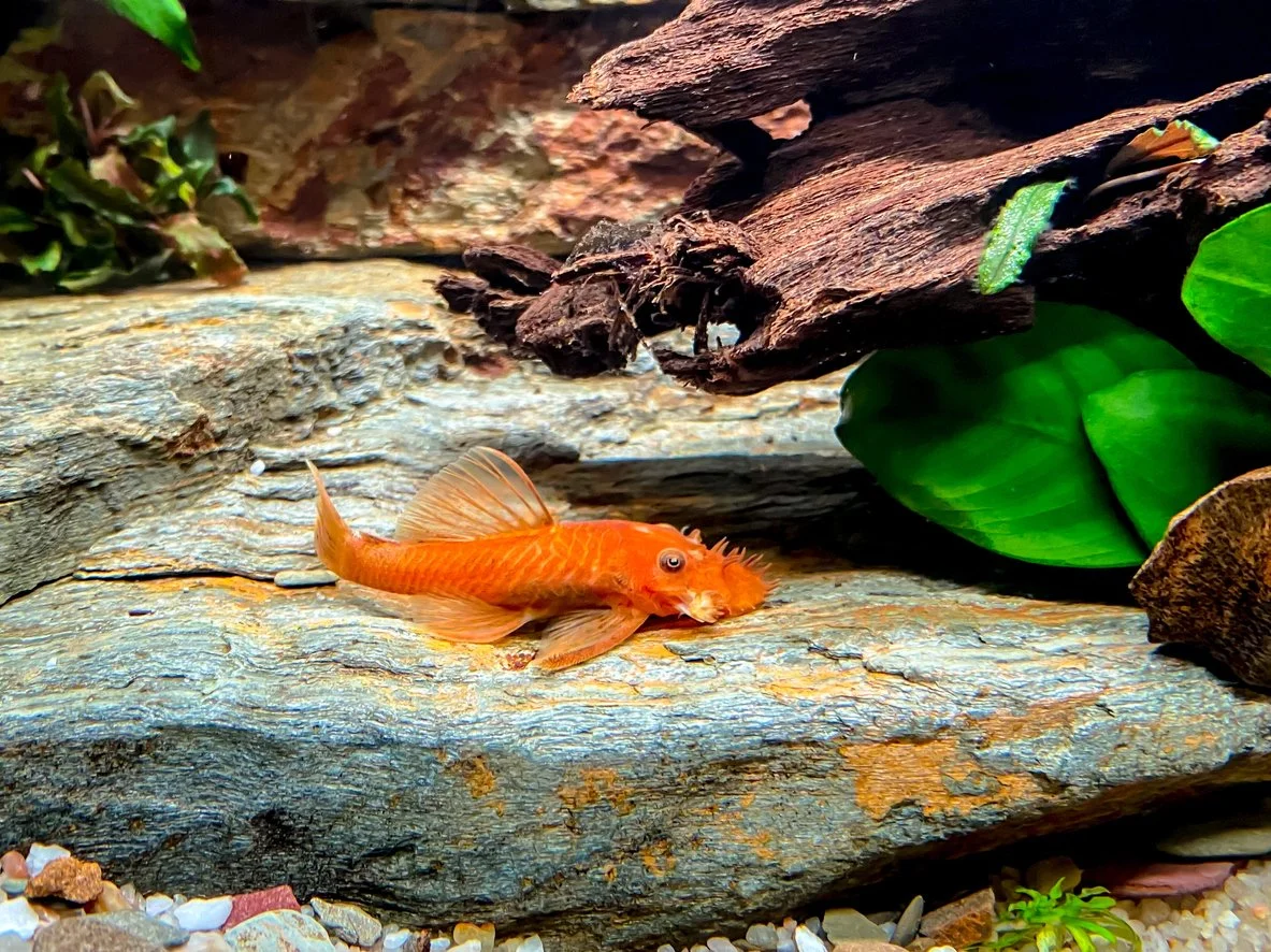 pleco bristlenose - ancistrus spp