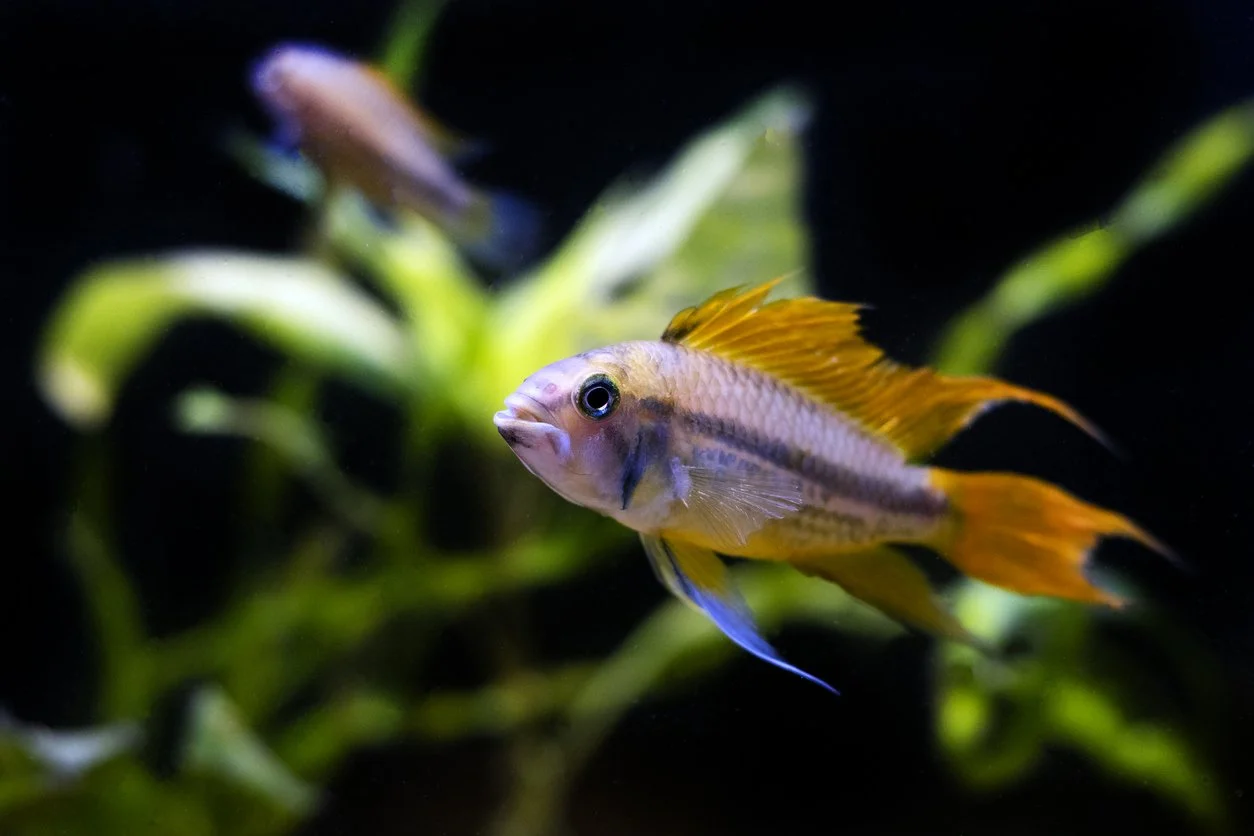 Apistograma (Apistogramma sp.)