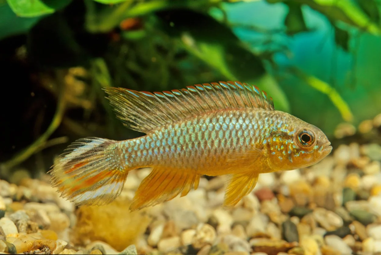 Apistogramma agassizii