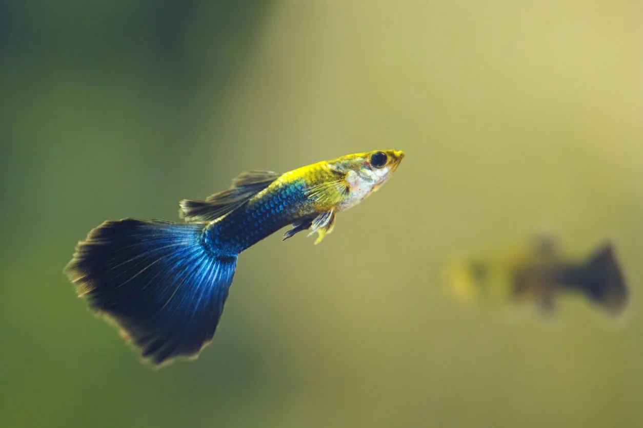 pez guppy para principiante
