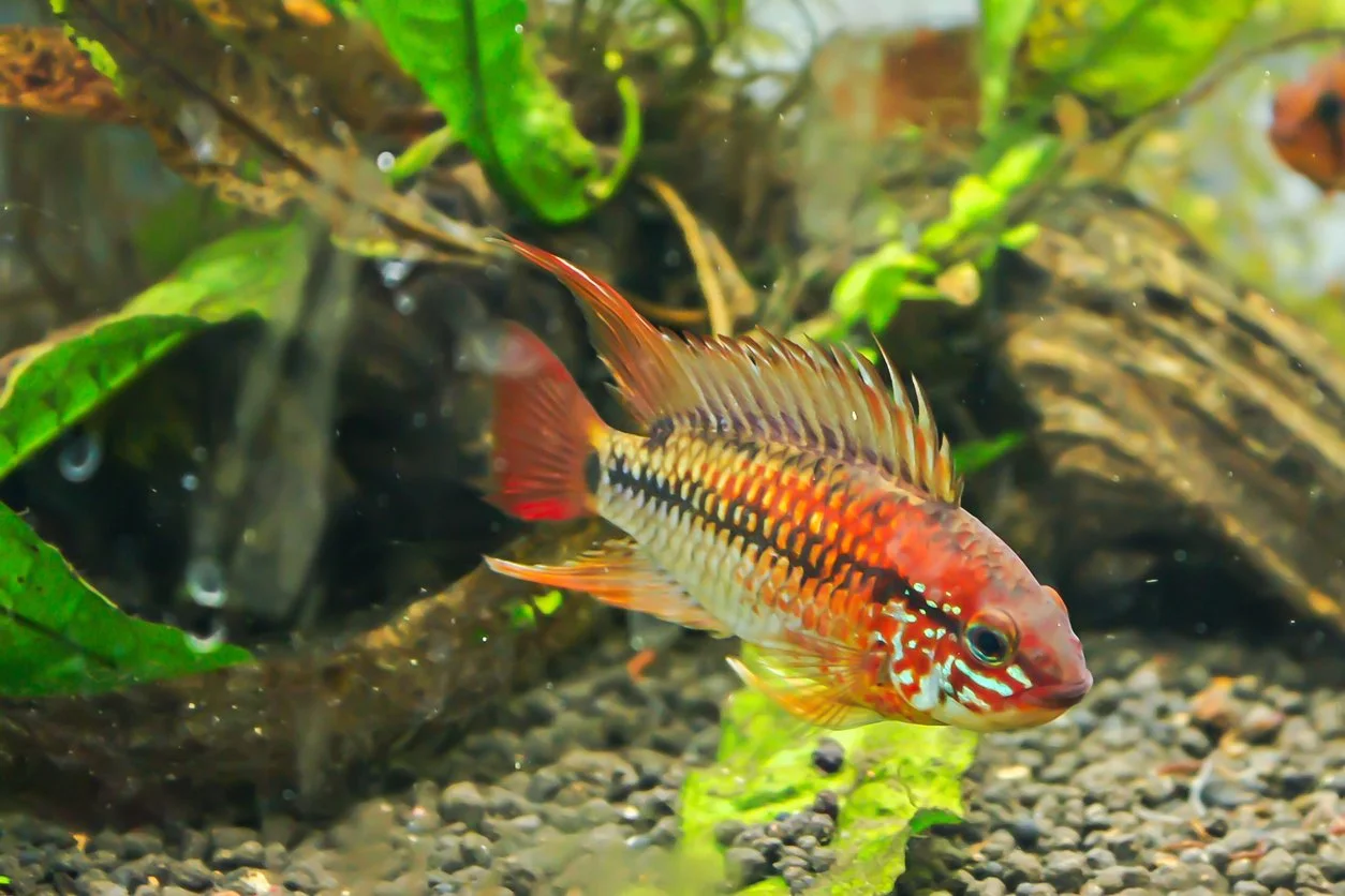 Apistogramma Macmasteri