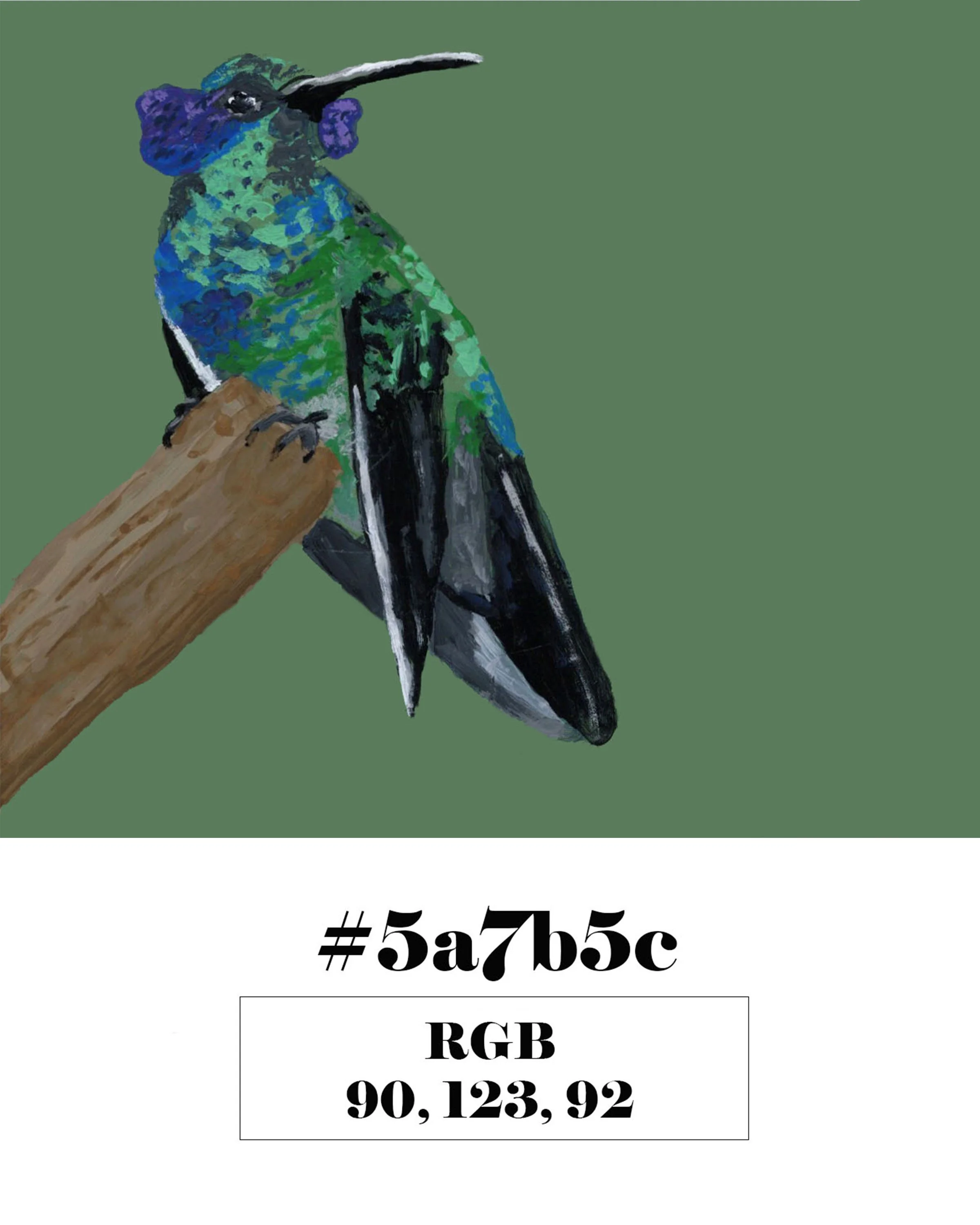 Mexican Violetear