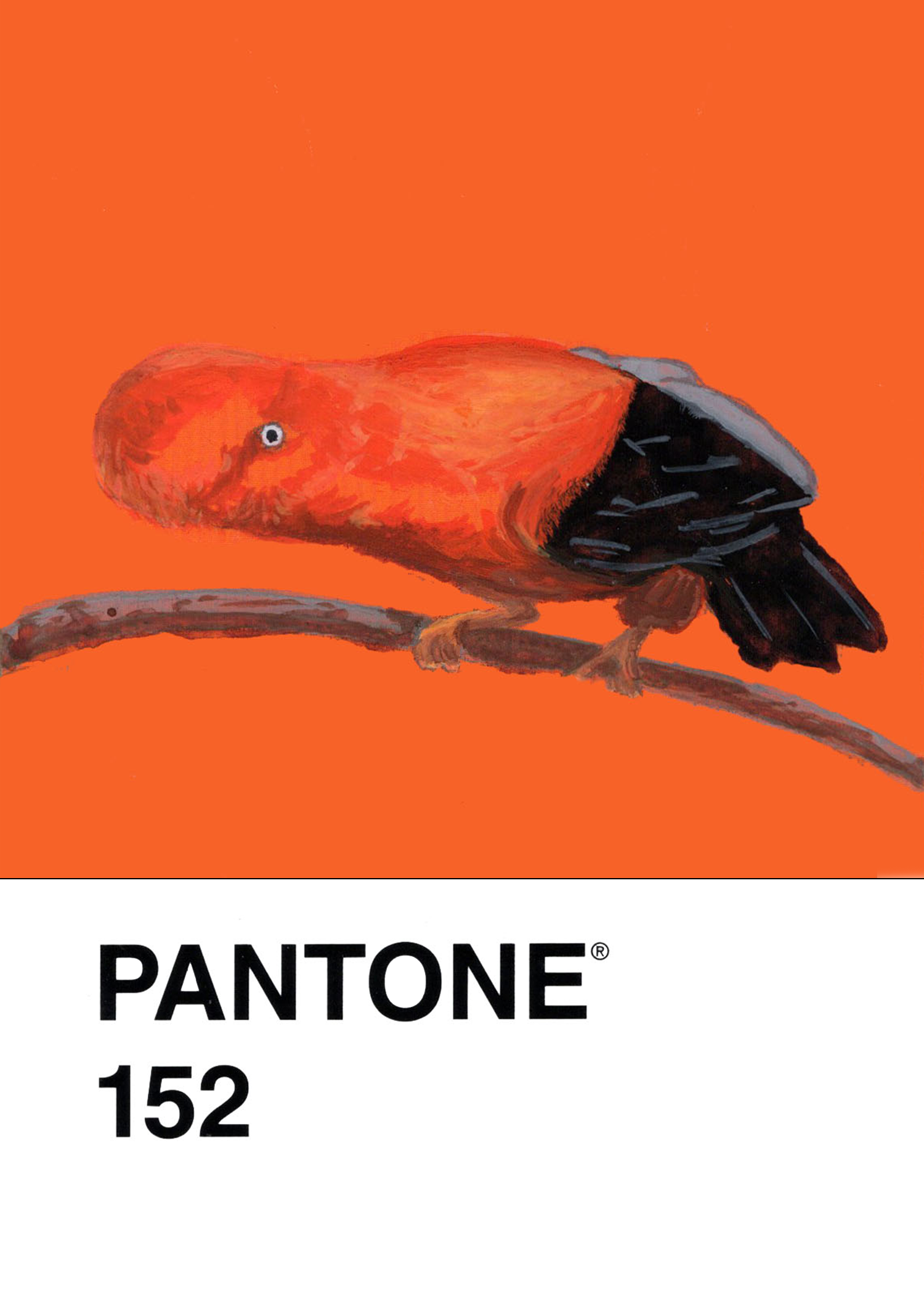 Andean Cock-of-the-rock