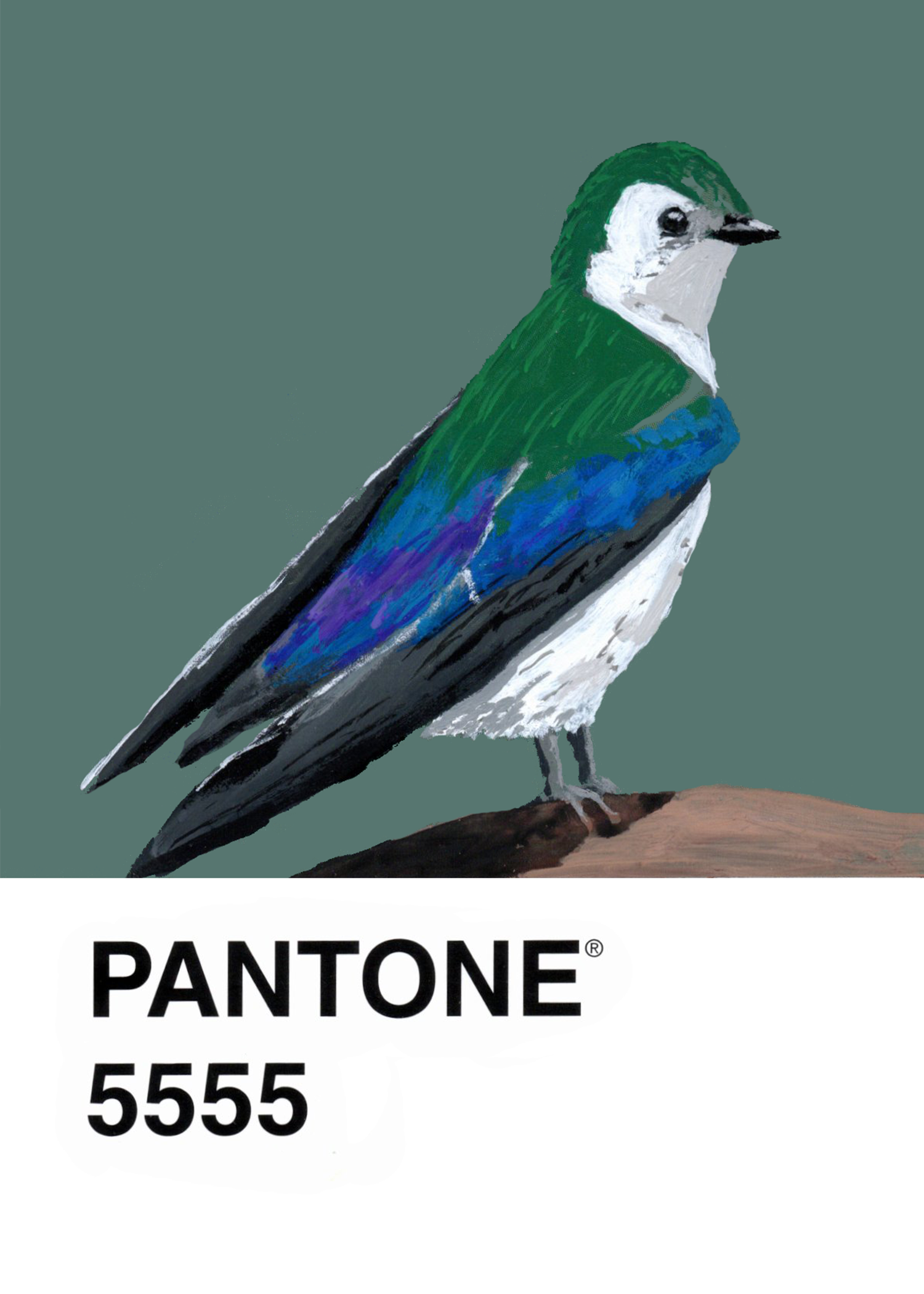 Violet-green Swallow