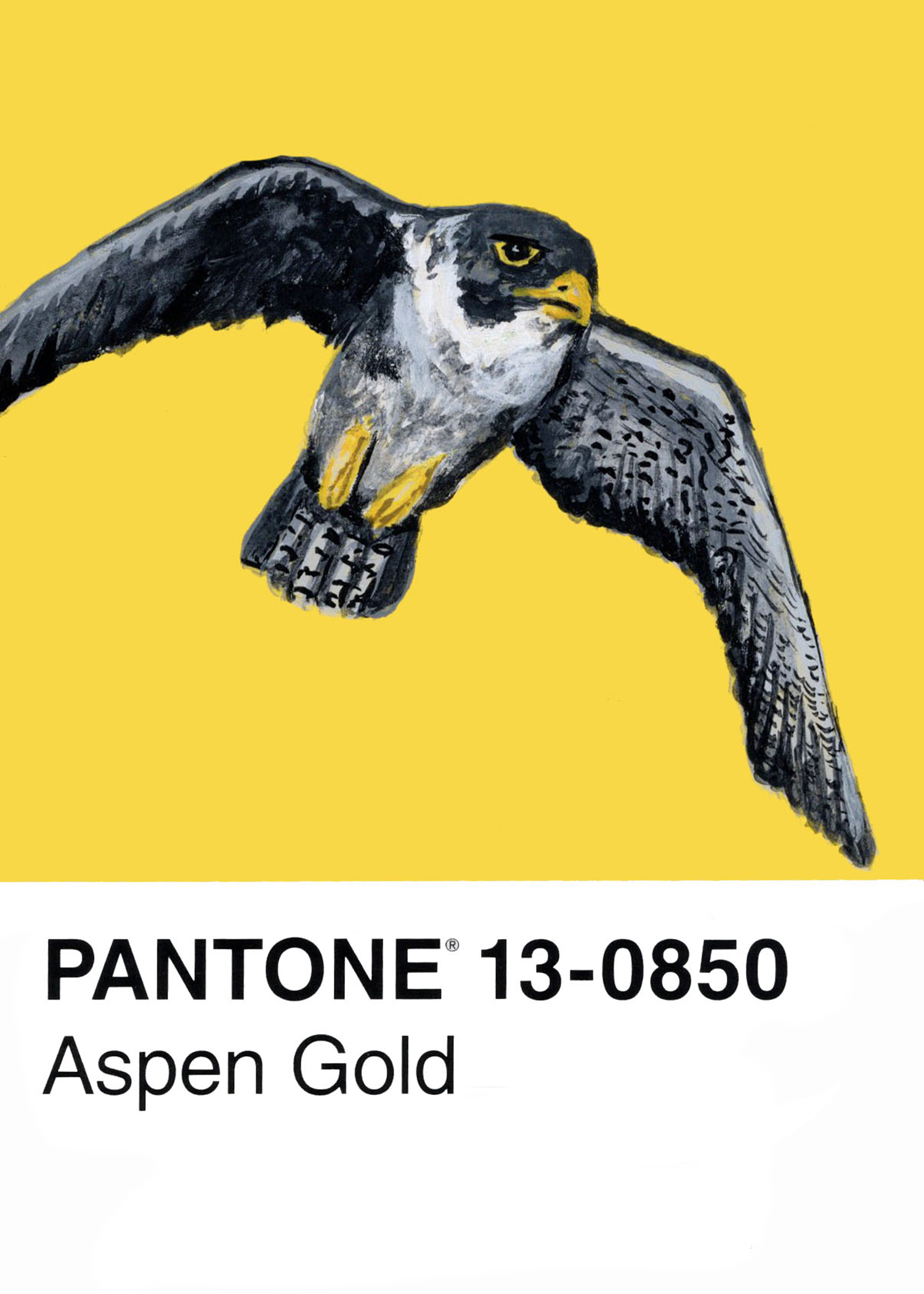 Peregrine Falcon