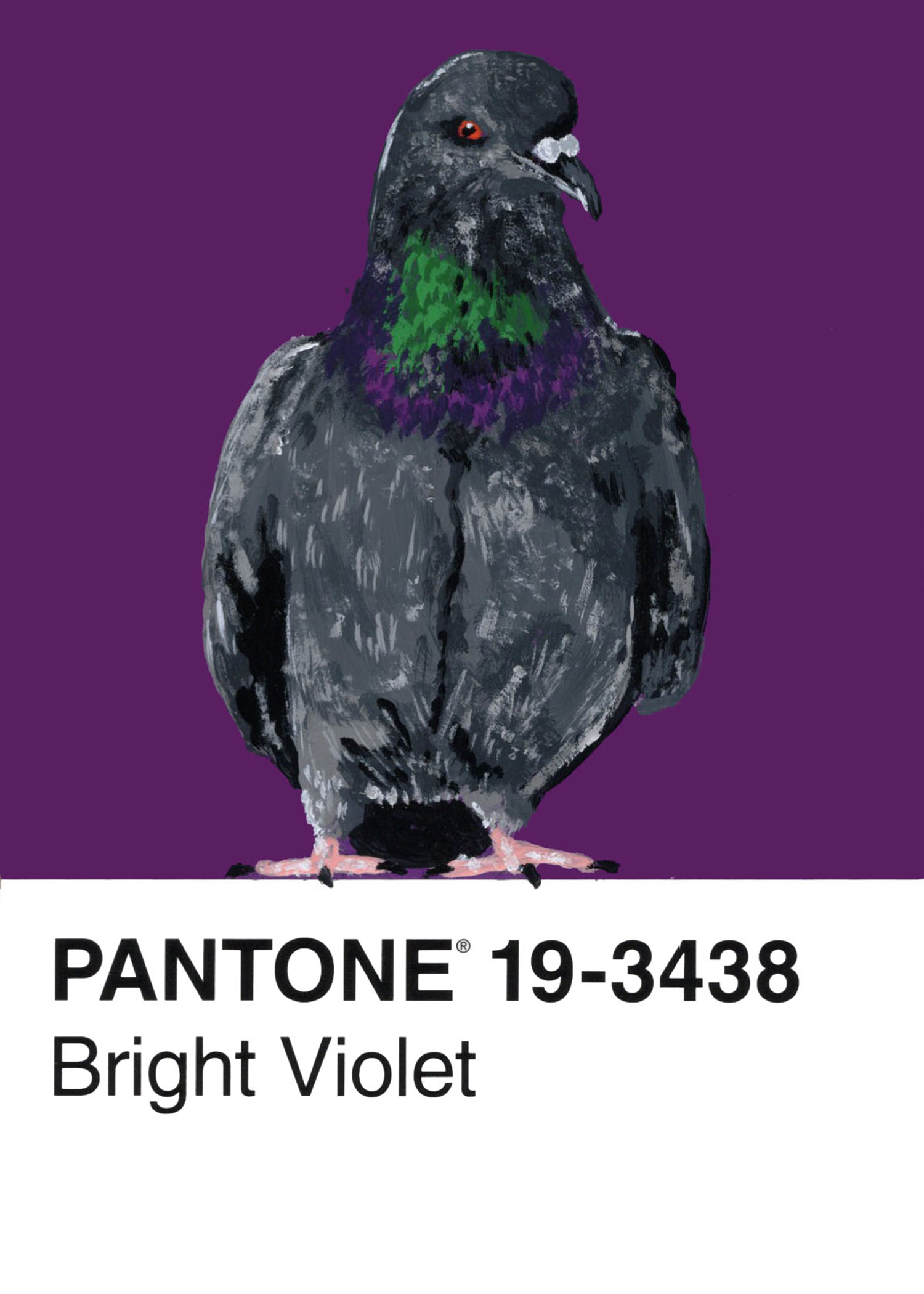 Rock Dove