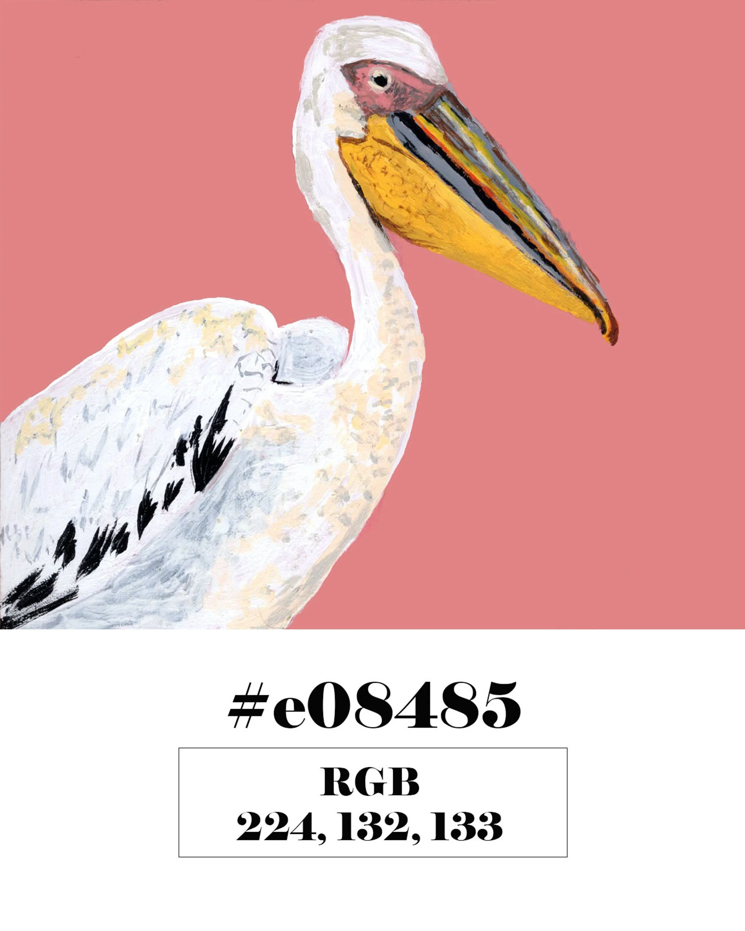 Great White Pelican