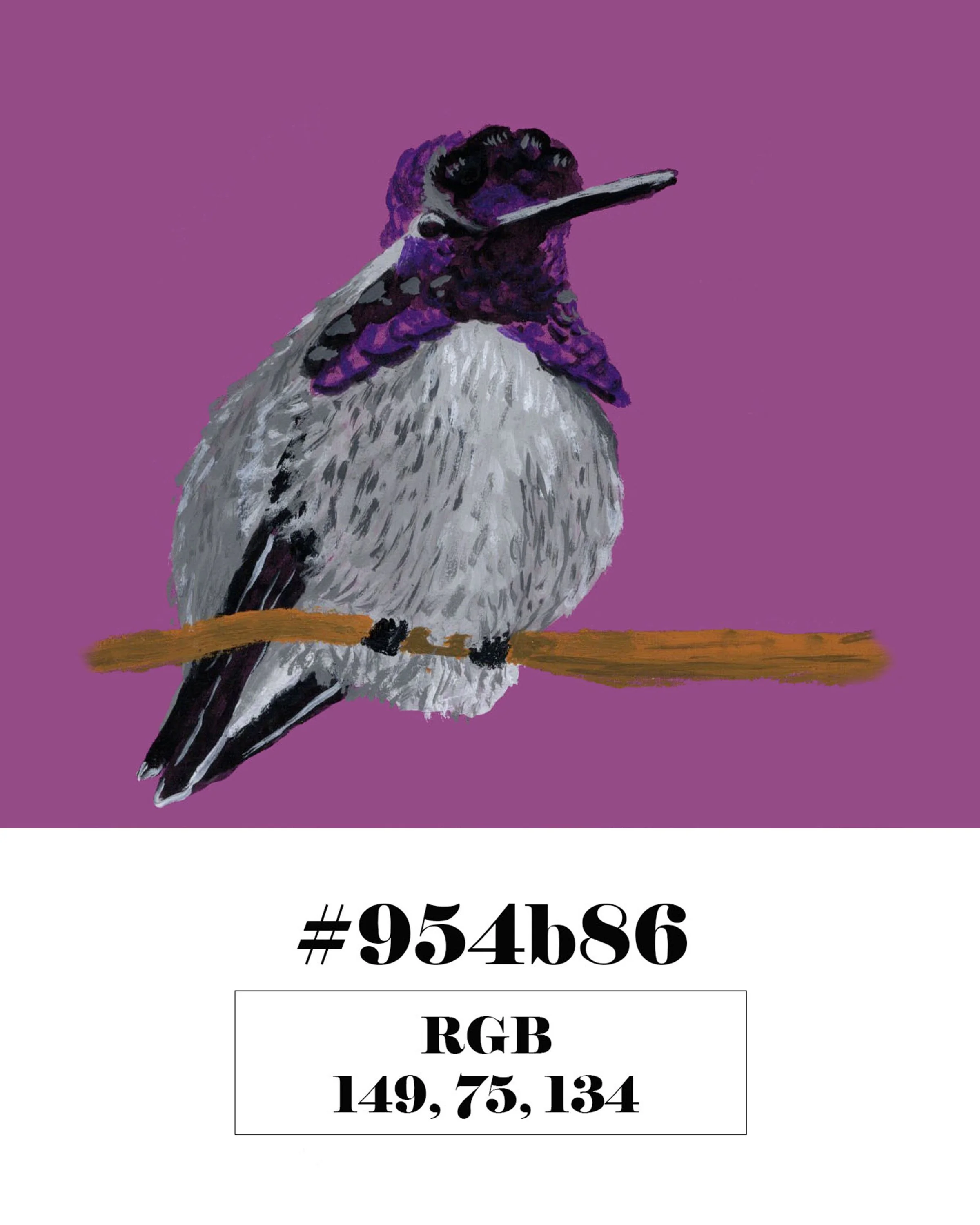 Costa Hummingbird