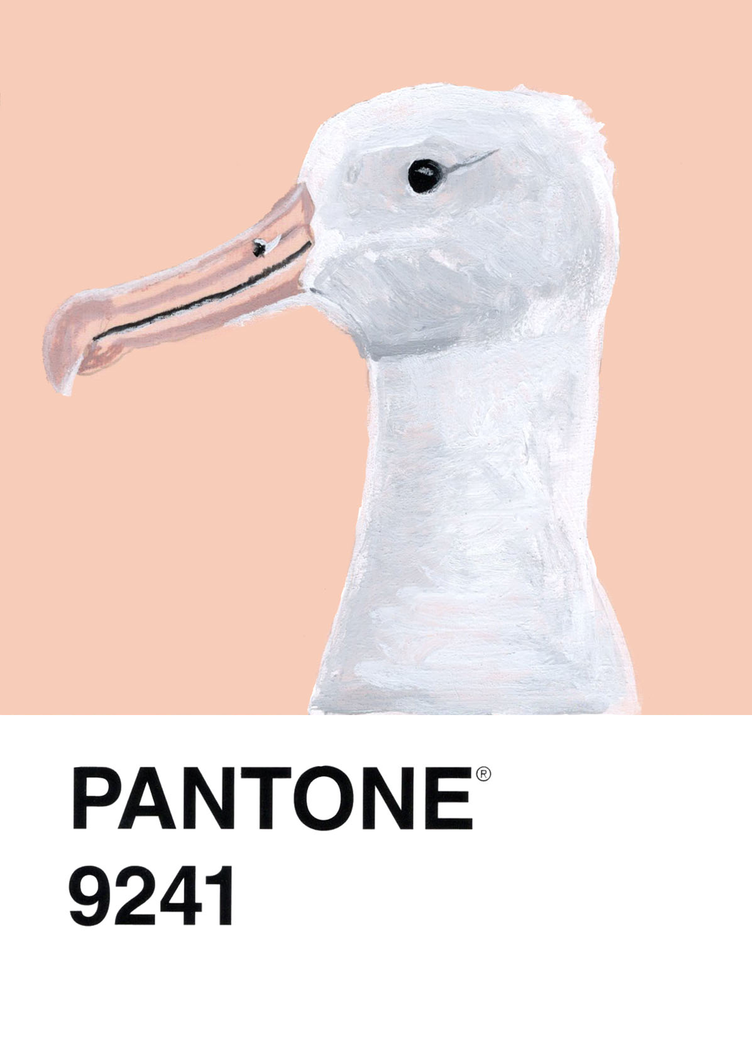 Southern Royal Albatross