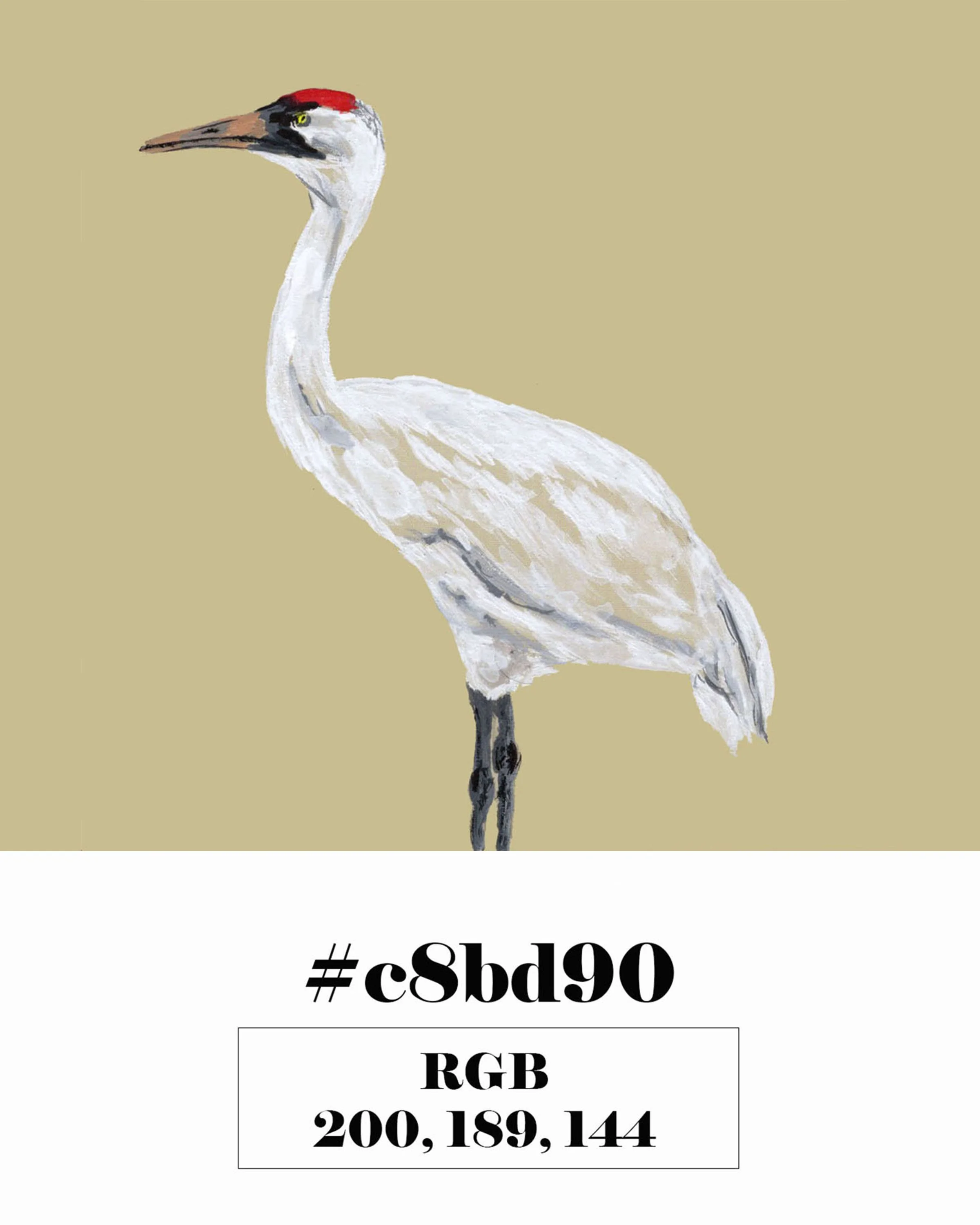 Whooping Crane