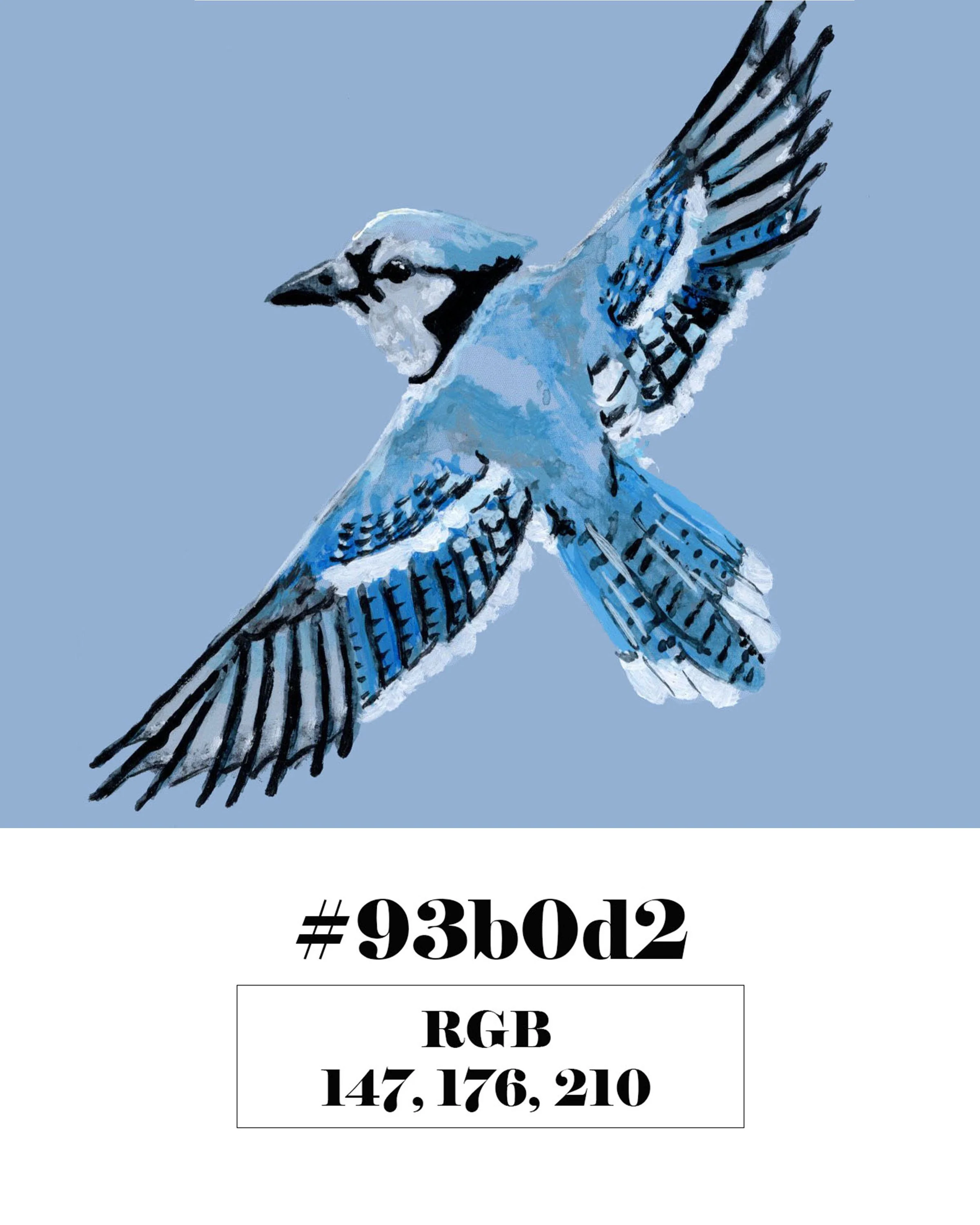 Blue Jay