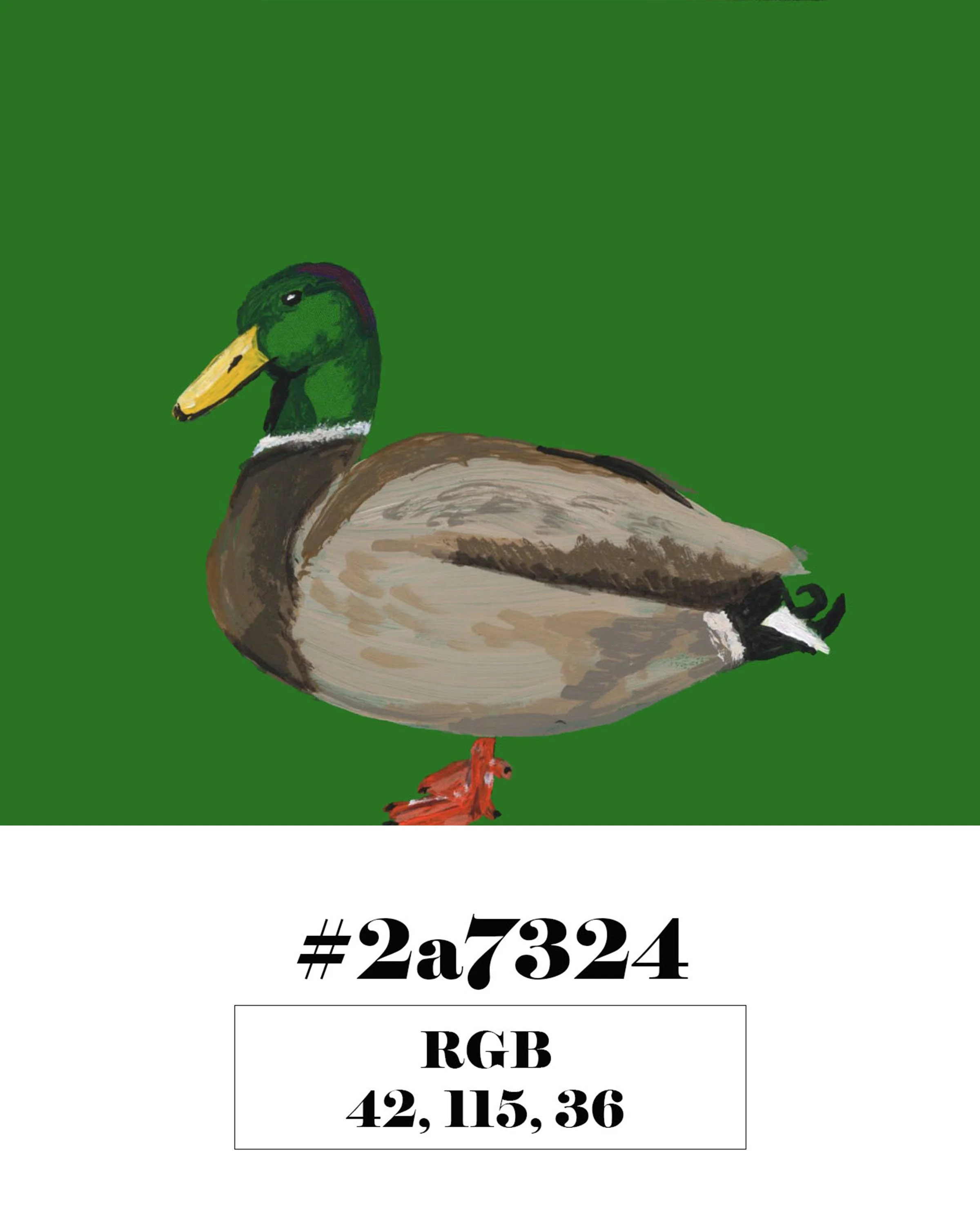Mallard Duck