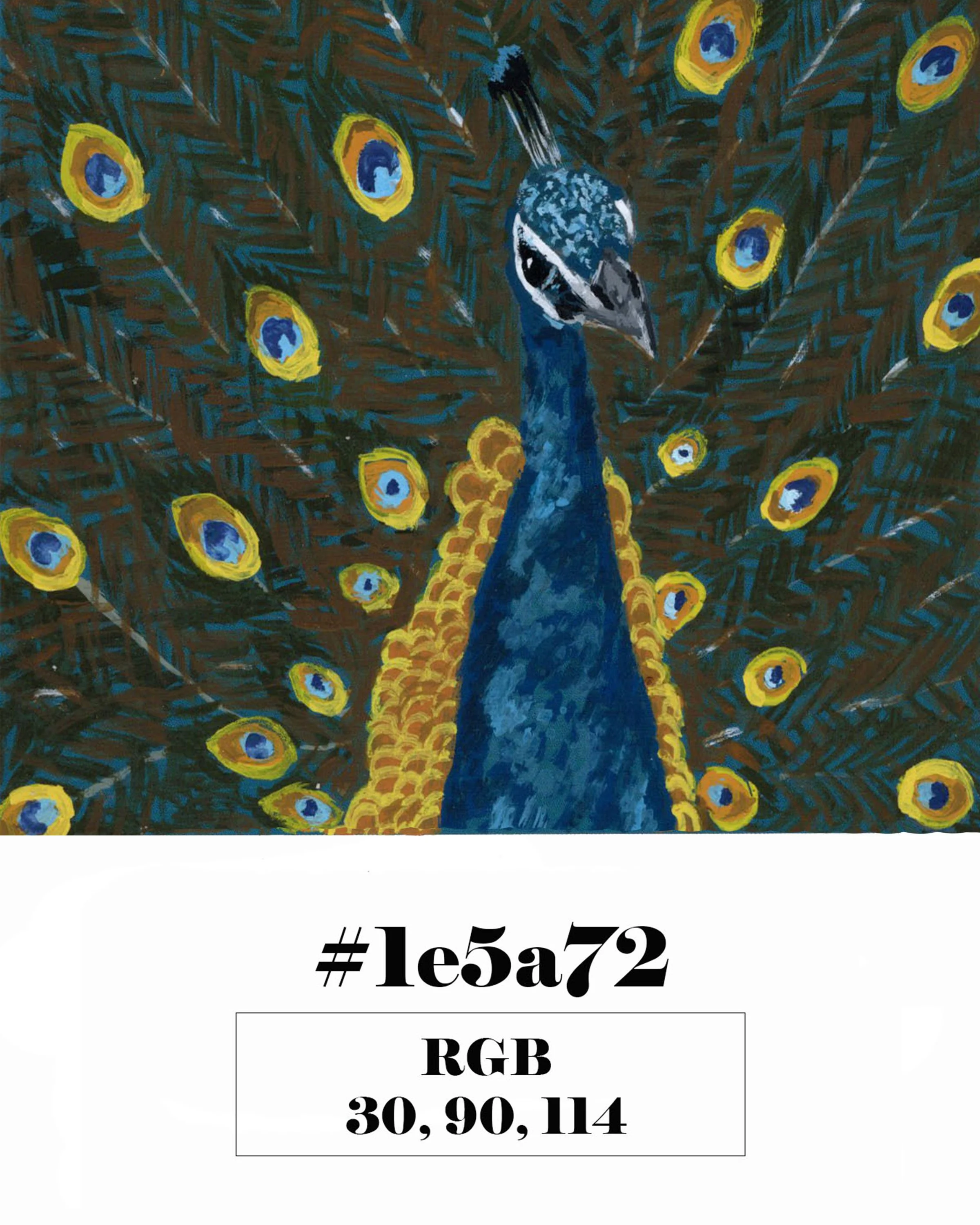 Indian Peafowl
