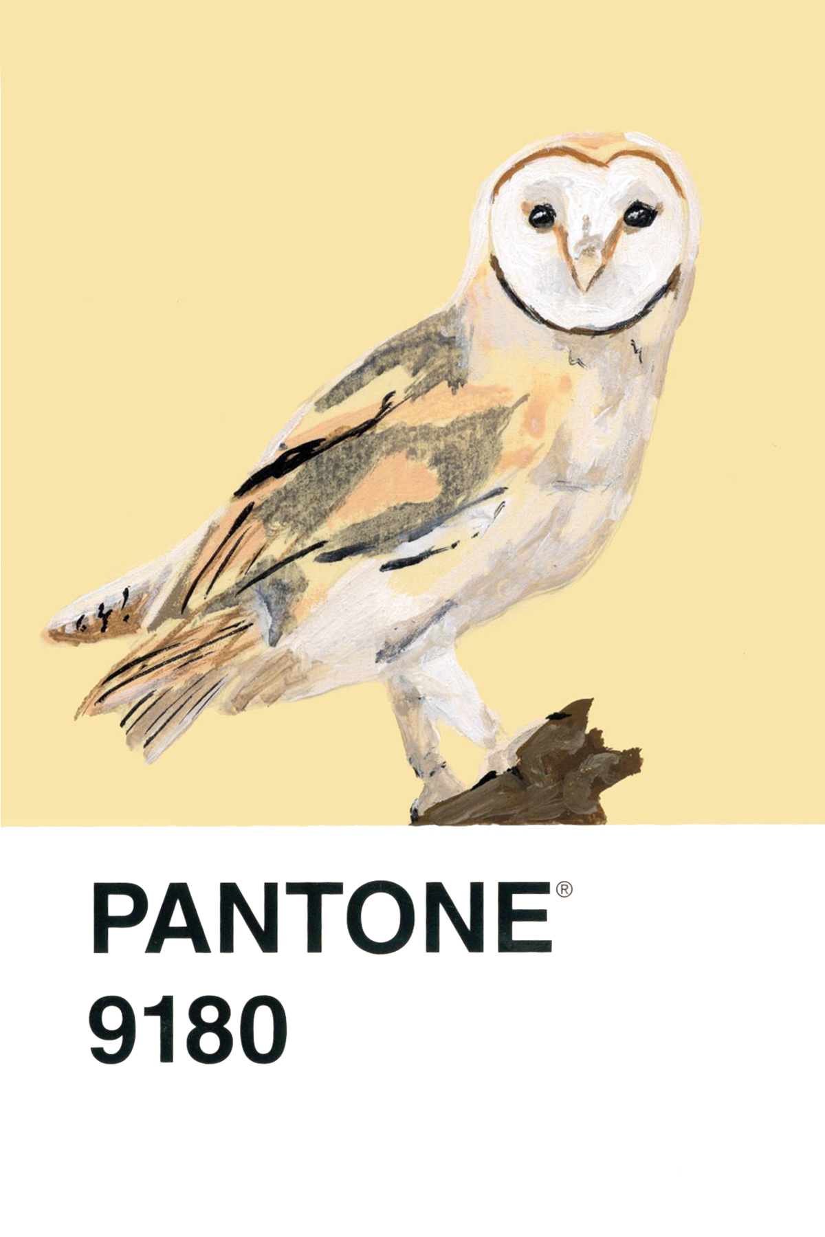 Barn Owl - 4x6.png