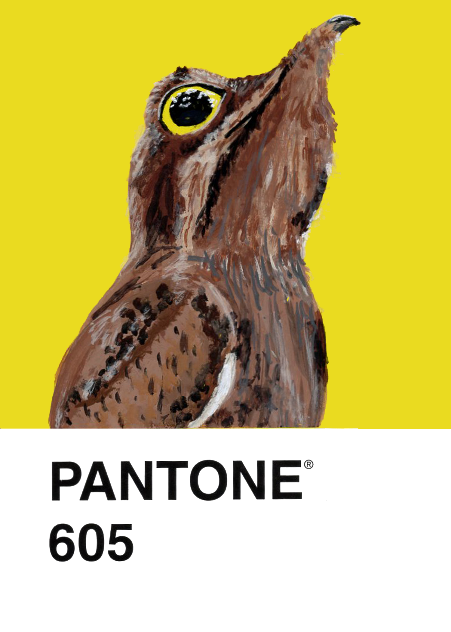 Common Potoo