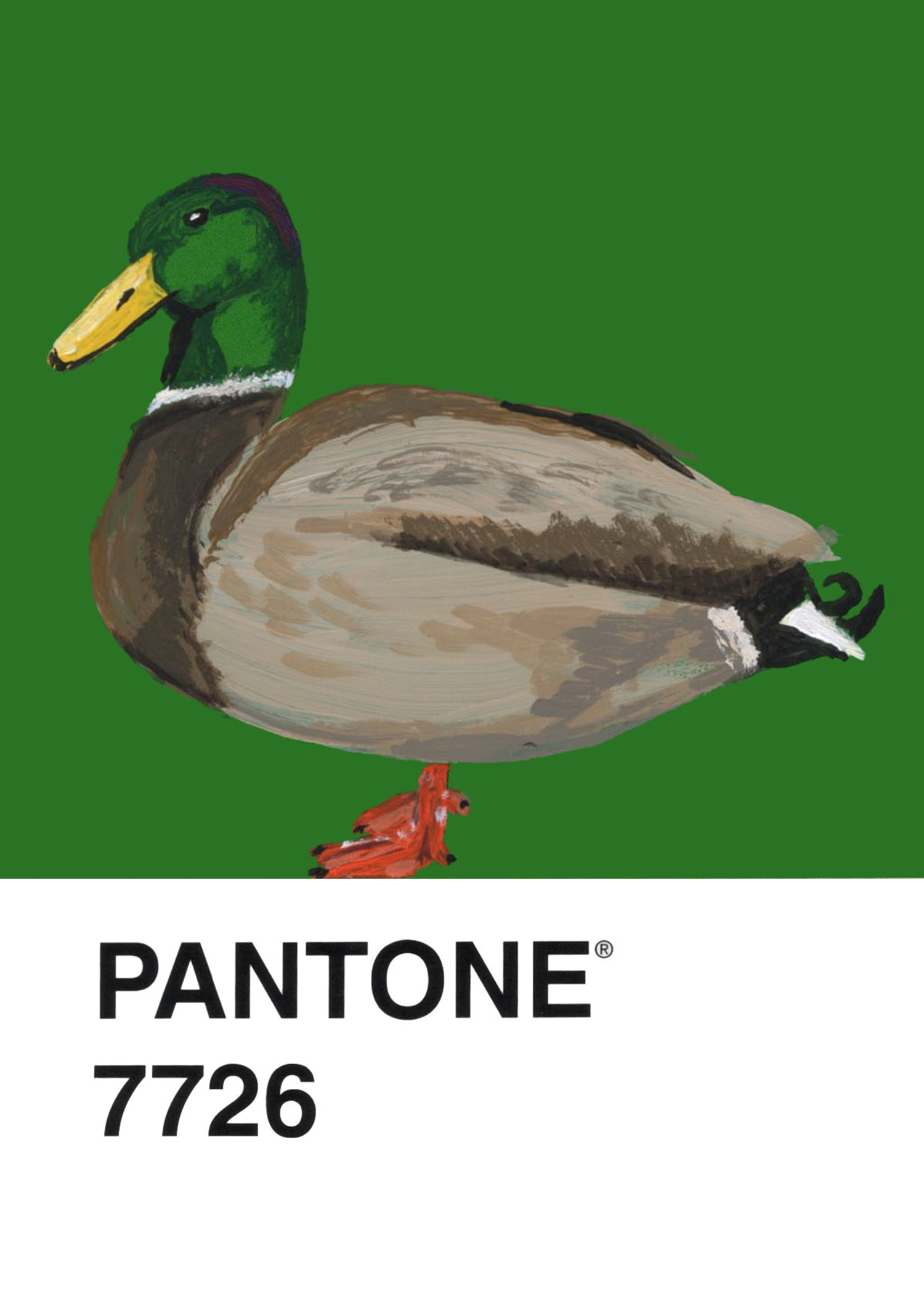 Mallard Duck
