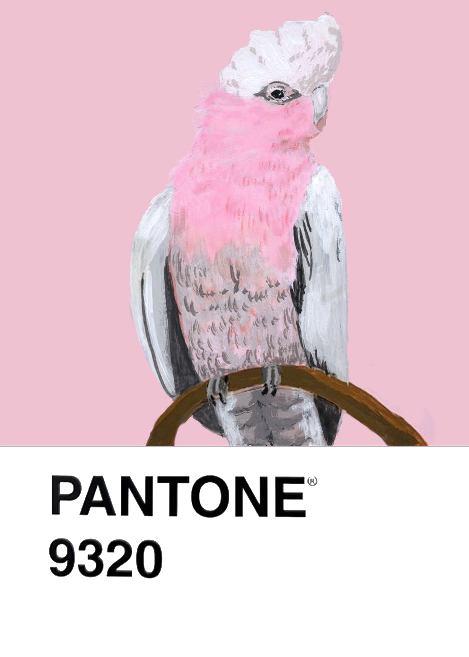 Galah Cockatoo