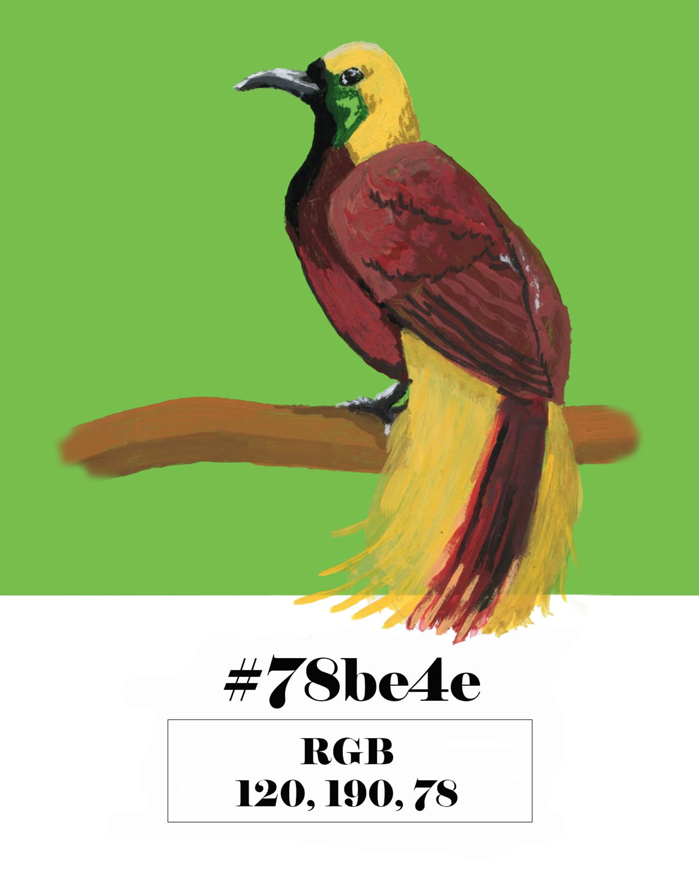 Greater Bird of Paradise