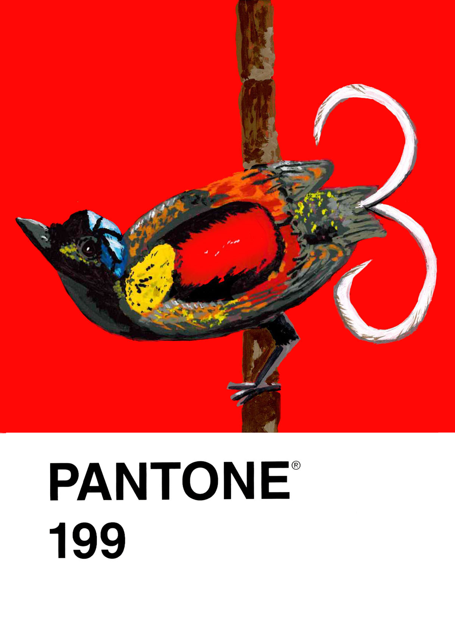 Wilson's Bird-of-paradise