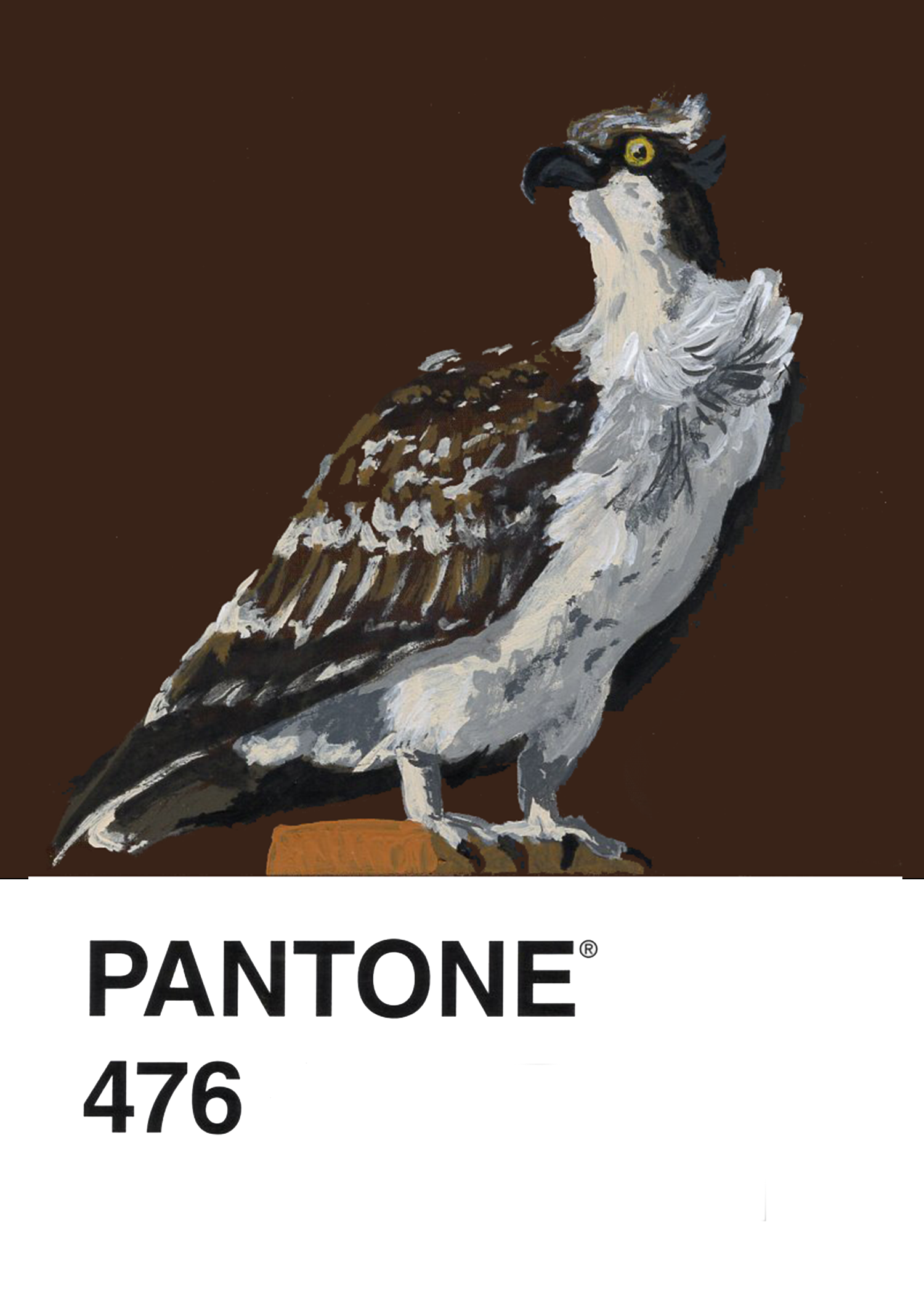 Osprey