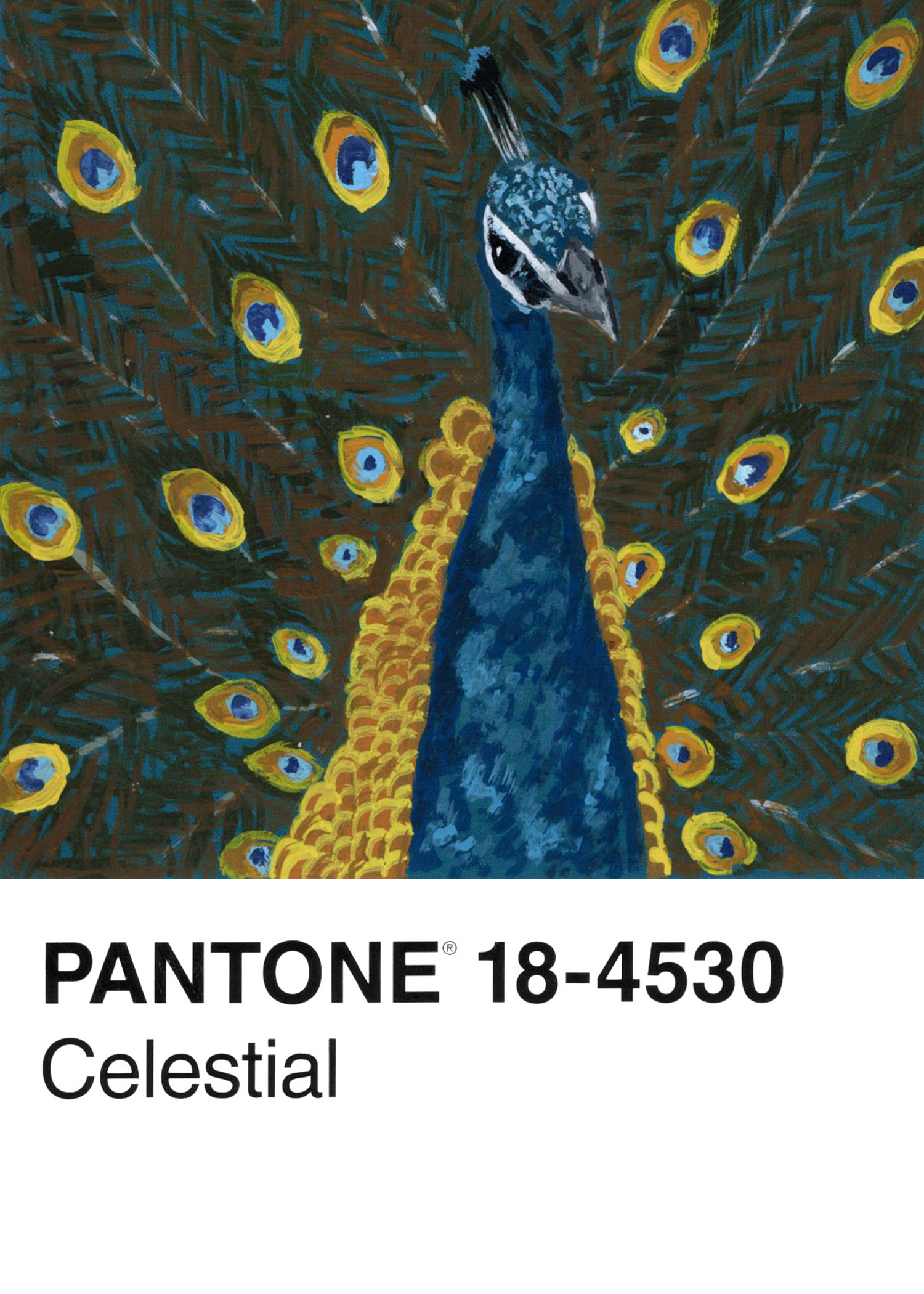 Indian Peafowl