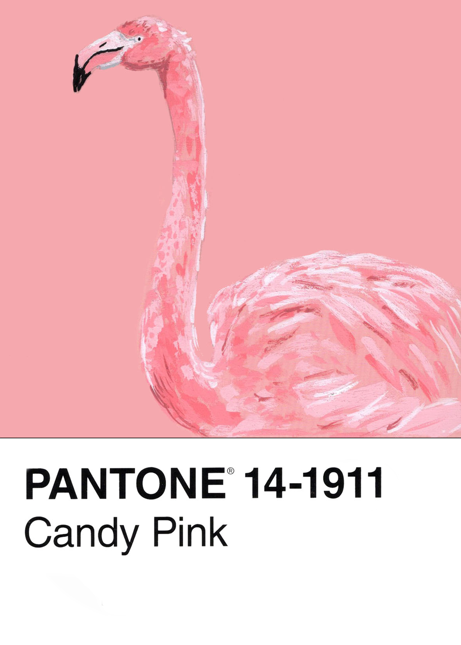 American Flamingo
