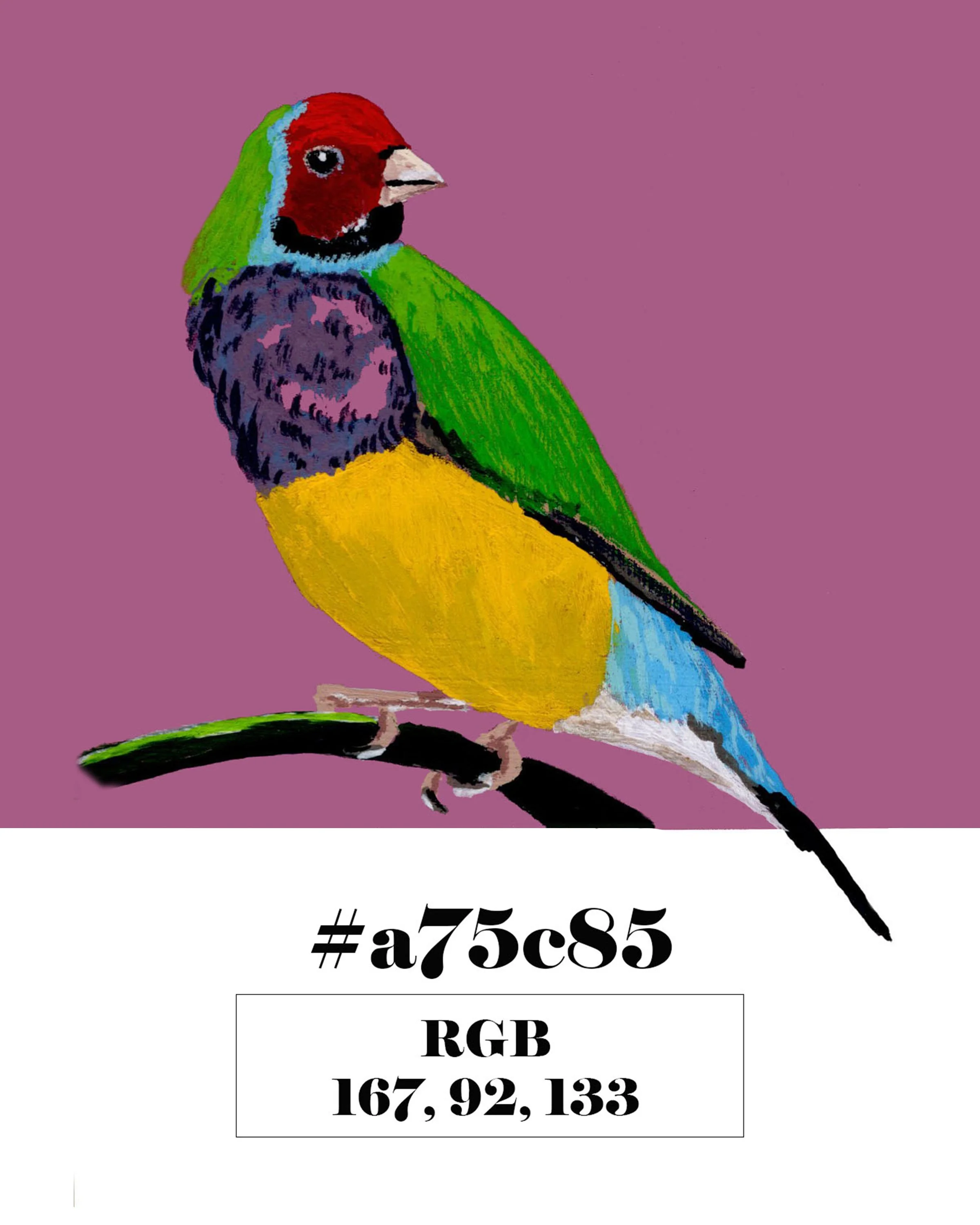 Gouldian Finch