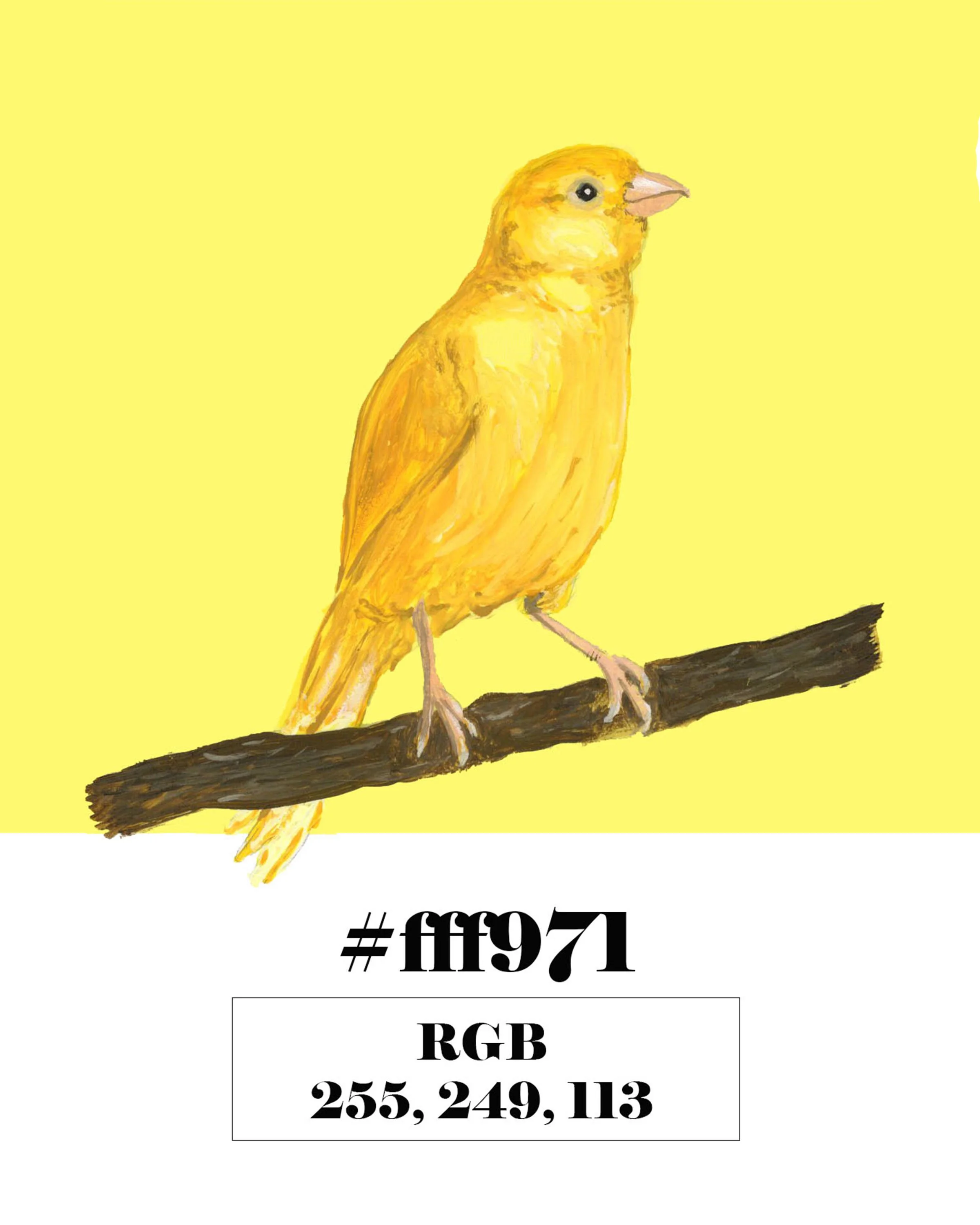 Canary